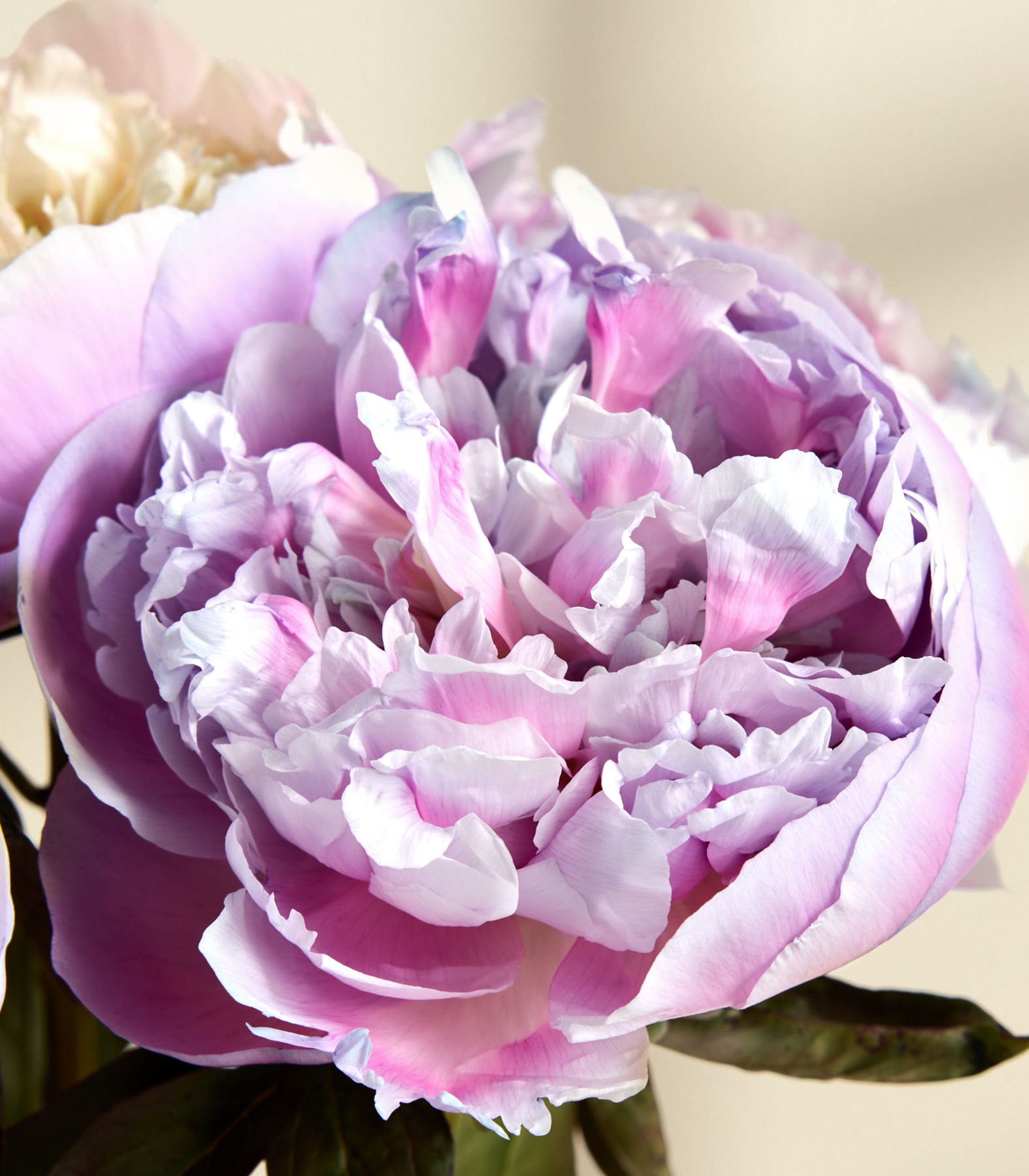 Eine Nahaufnahme einer leuchtenden, üppigen Pfingstrosenblüte in zarten Rosa- und Lavendeltönen, deren zarte Blütenblätter sich vor einem unscharfen, hellen Hintergrund entfalten.