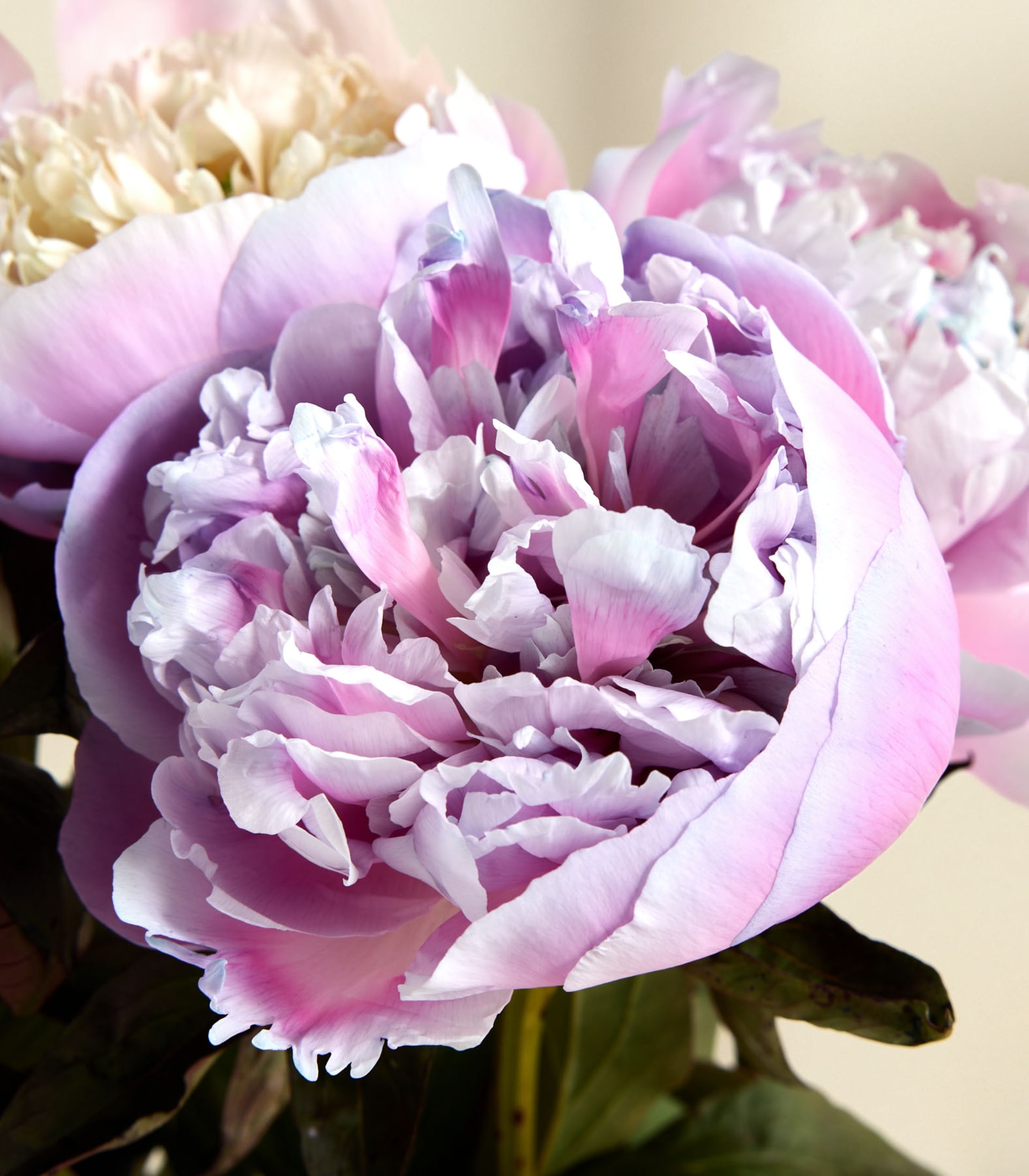 Eine junge Frau hält einen wunderschönen Strauß leuchtend rosa und weißer Pfingstrosen vor einem schlichten weißen Hintergrund.