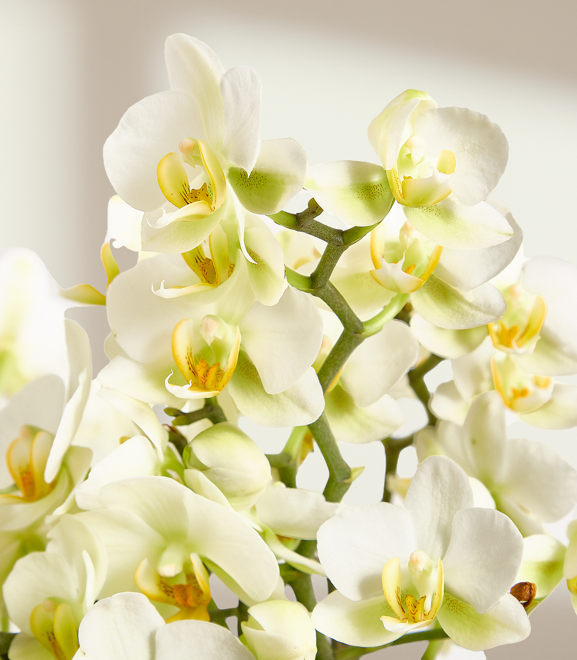 Im Vordergrund bildet eine Gruppe zarter weißer Orchideen mit gelben Zentren vor einem weichen, hellen Hintergrund.