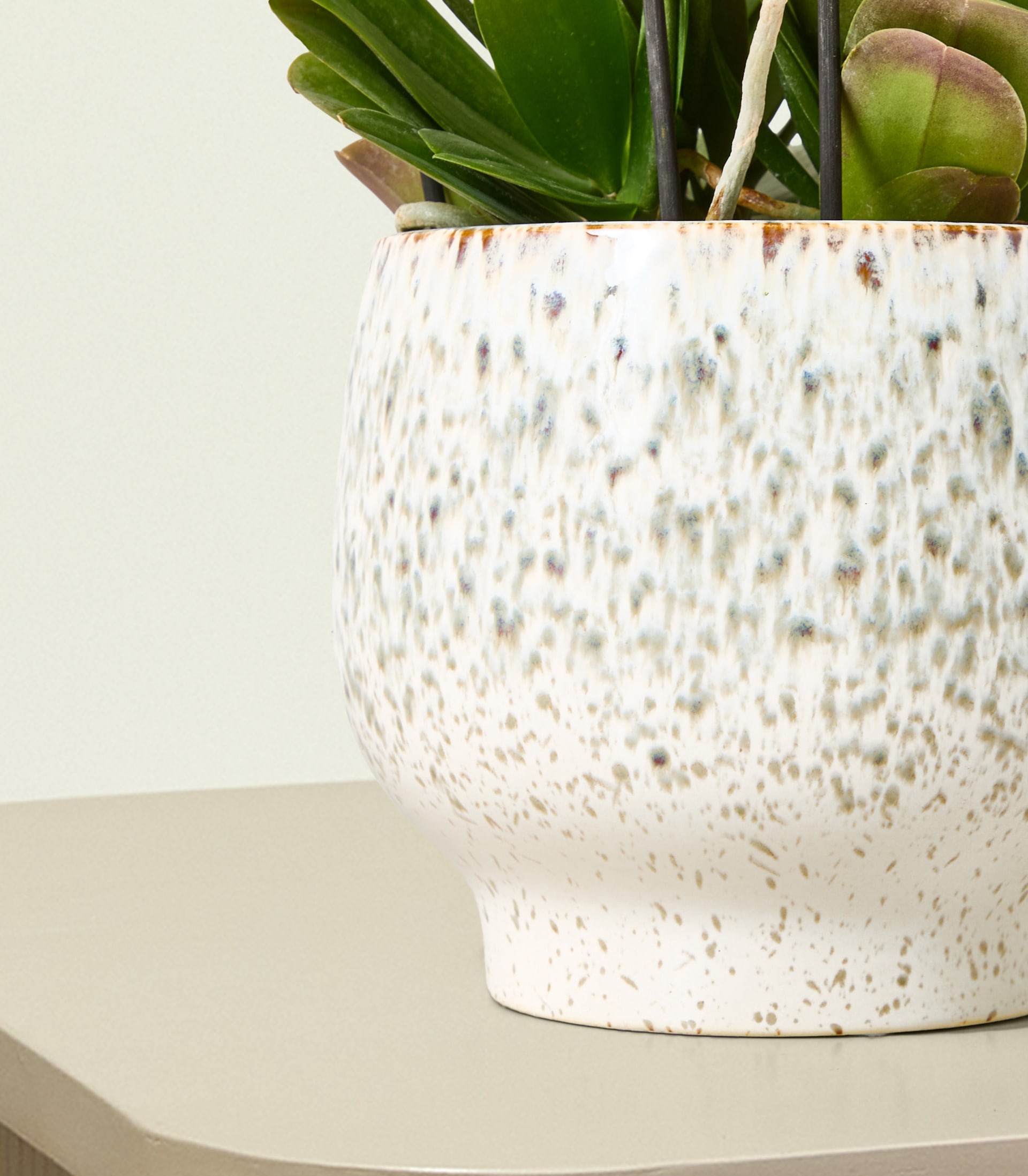 Ein gesprenkelter weißer Keramiktopf mit grünen Orchideenblättern und -stängeln steht auf einer hellgrauen Oberfläche vor einem blassen Hintergrund.