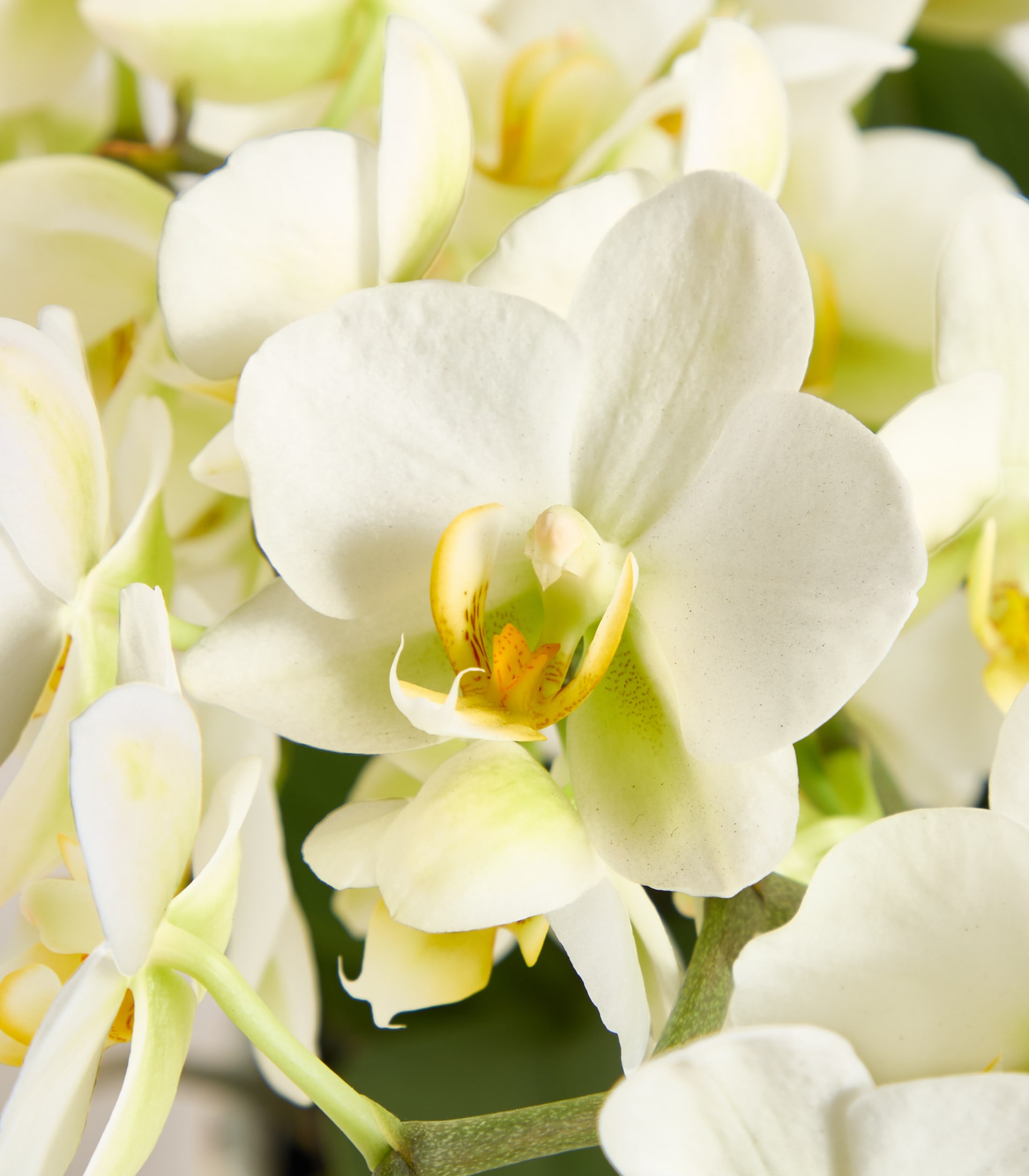 Im Vordergrund blüht eine zarte weiße Orchidee mit gelbem Zentrum, umgeben von einem weichen Schleier aus weiteren weißen Blüten und grünen Blättern im Hintergrund.