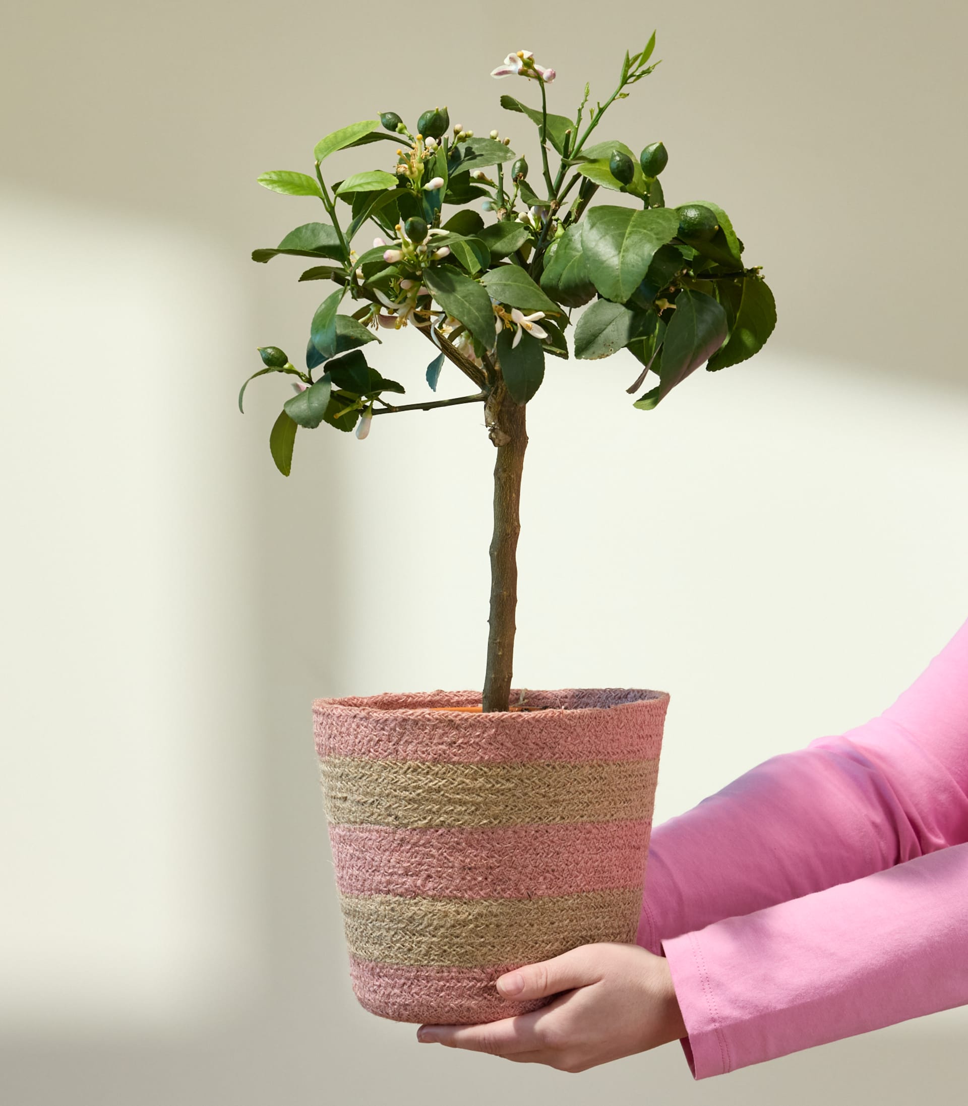 In den Händen einer Person wird ein kleiner Topfbaum mit grünen Blättern und weißen Blüten vor einem schlichten Hintergrund gehalten.