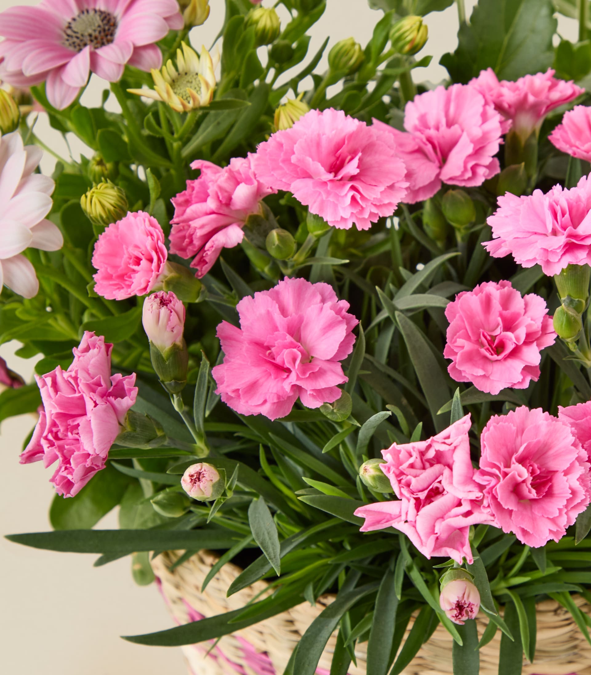 Ein Korb ist übervoll mit leuchtend pinkfarbenen Nelken und Gänseblümchen, deren grünes Laub einen üppigen Hintergrund bildet.