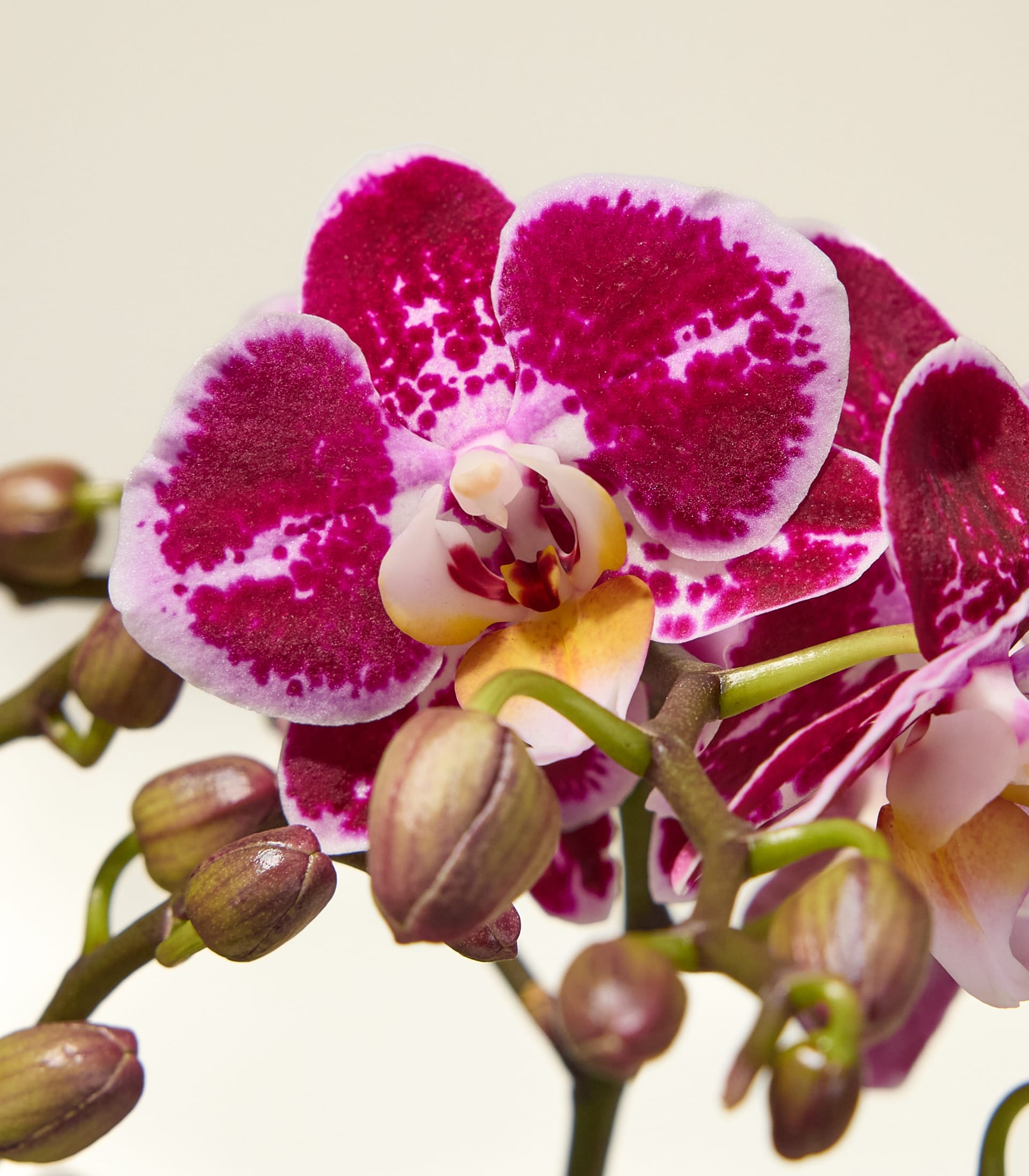 Im Vordergrund ist eine Gruppe leuchtend rosa und weißer Orchideen mit ungeöffneten Knospen zu sehen, die sich von einem weichen, hellen Hintergrund abheben.