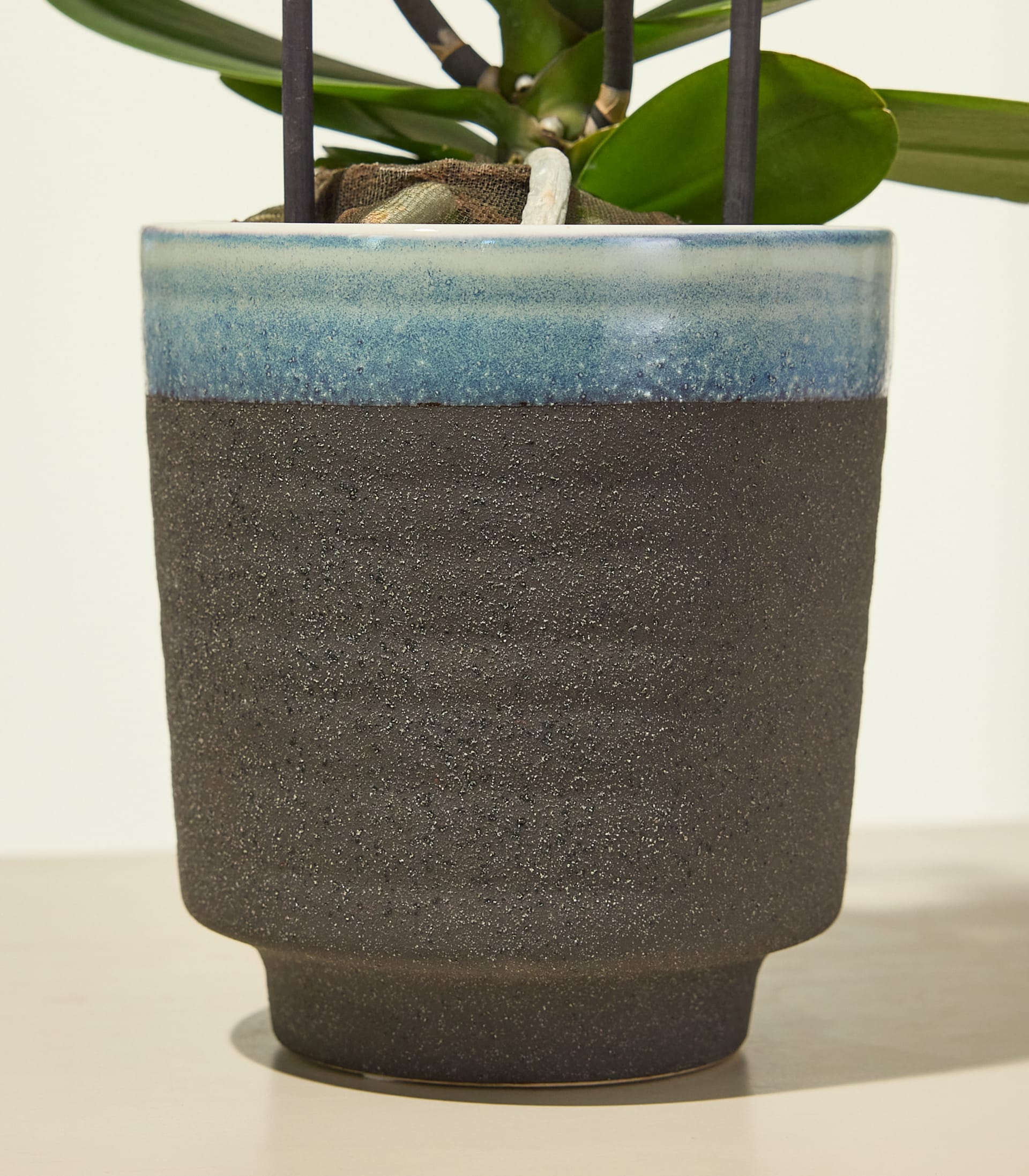 Ein strukturierter, dunkelgrauer Topf mit blau glasiertem Rand beherbergt eine grüne Orchidee vor einem schlichten weißen Hintergrund.