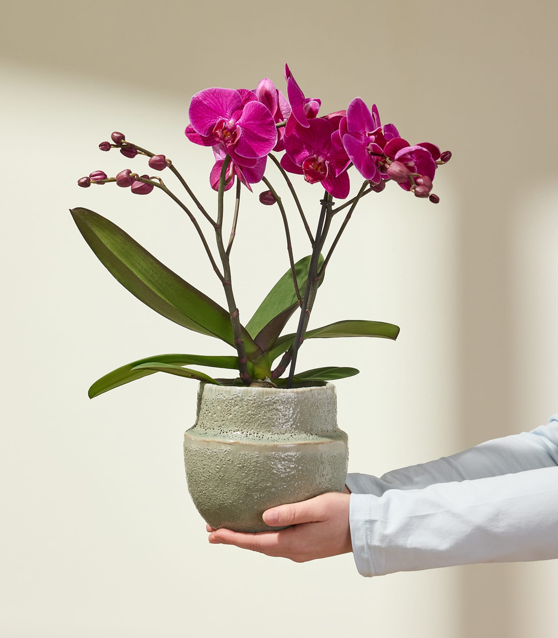 Im Vordergrund halten die Hände einer Person eine Orchidee in einem Topf mit leuchtend pinkfarbenen Blüten vor einem sanft beleuchteten, neutralen Hintergrund.