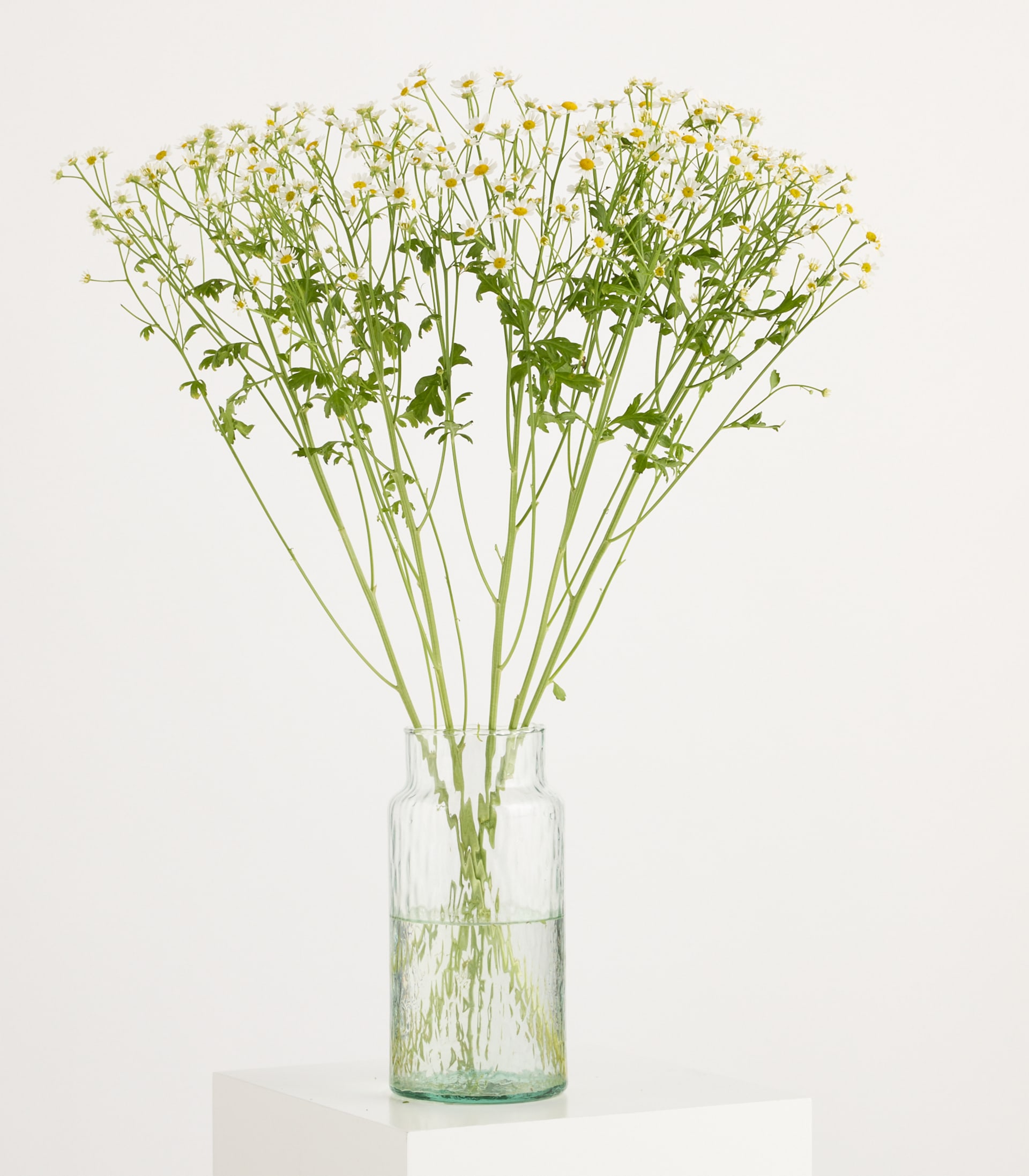 Ein Strauß zarter weißer Wildblumen mit gelben Zentren steht in einer durchsichtigen Glasvase auf einem weißen Sockel vor einem schlichten weißen Hintergrund.