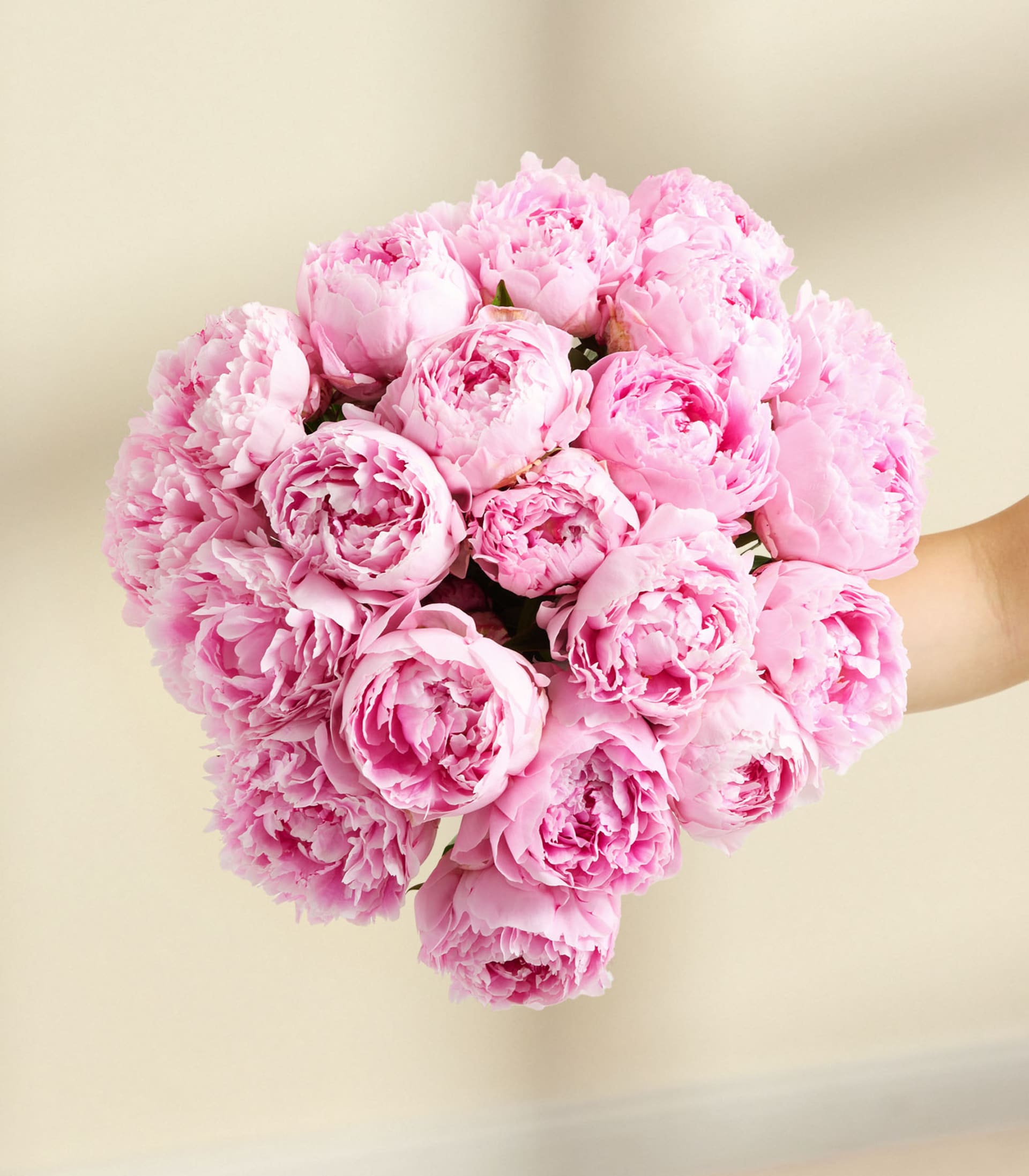 Ein lebendiger Strauß üppiger, rosa Pfingstrosen vor einem weichen, beigen Hintergrund.