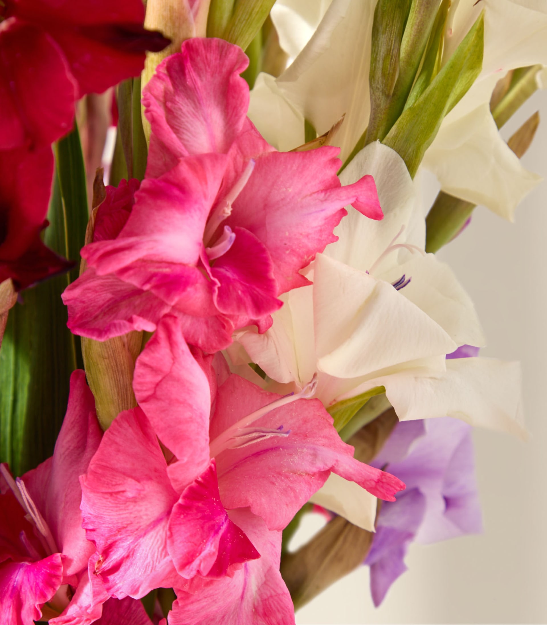 Eine Person in einem lavendelfarbenen Hemd hält vor einem schlichten weißen Hintergrund einen leuchtend bunten Blumenstrauß, darunter rosa, gelbe und violette Blüten.
