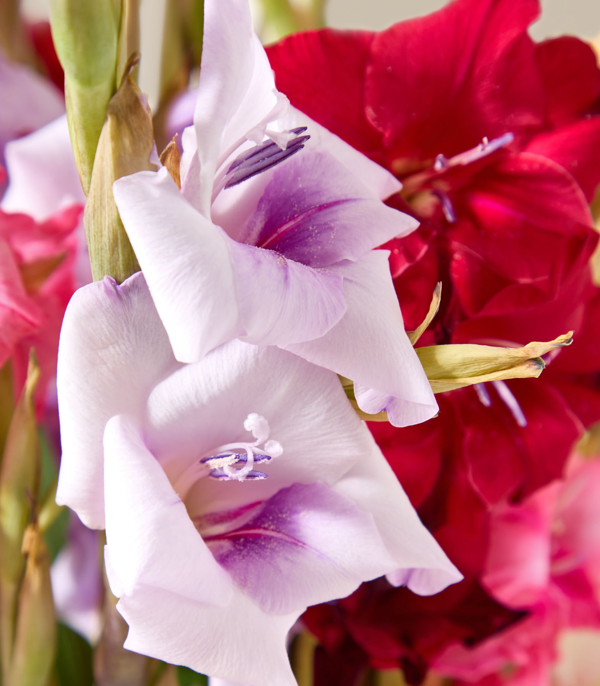 Das Bild zeigt einen farbenfrohen Blumenstrauß, darunter eine auffällige rote Dahlie und zarte weiße und violette Gladiolenblüten, vor einem weichen, unscharfen Hintergrund.