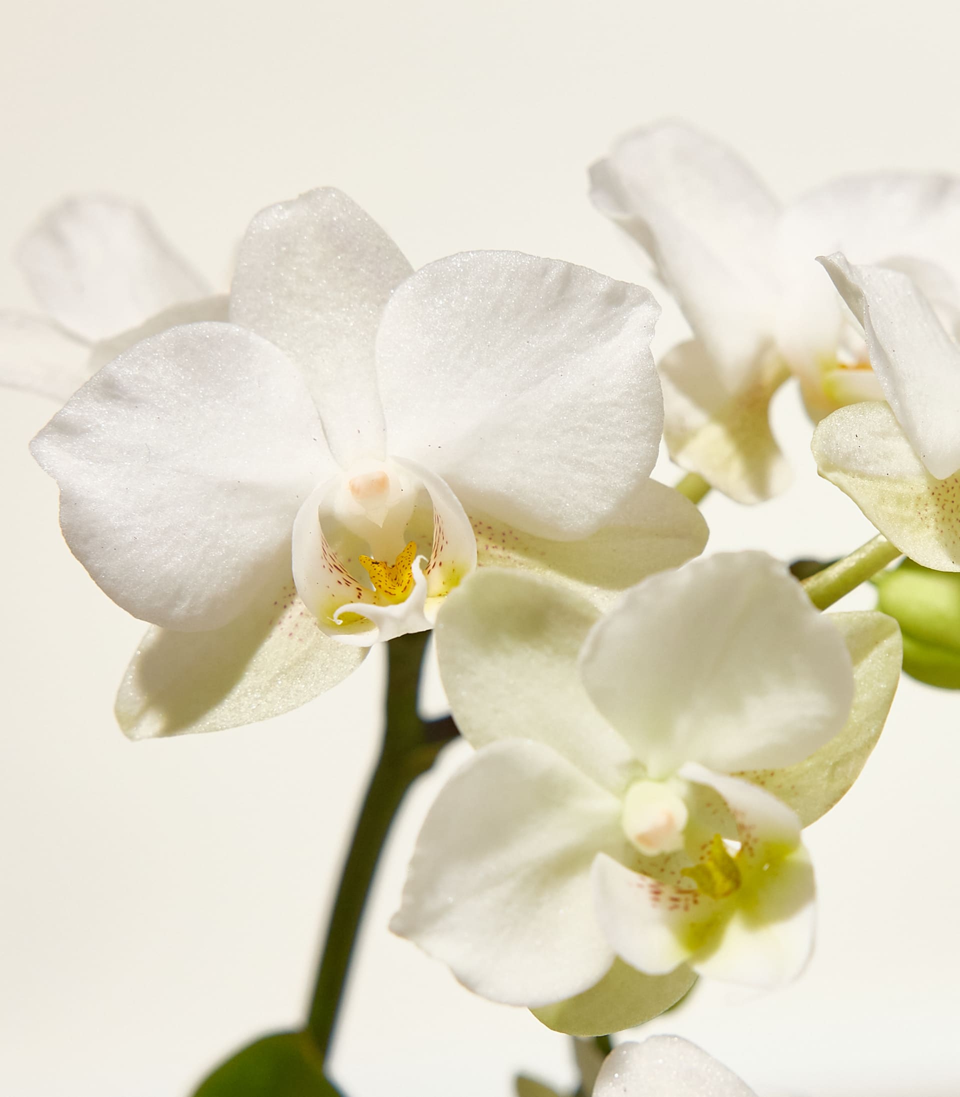 Auf einer hellen Oberfläche steht ein cremefarbener Pflanzkübel mit einer Orchidee vor einem verschwommenen dunklen Hintergrund.
