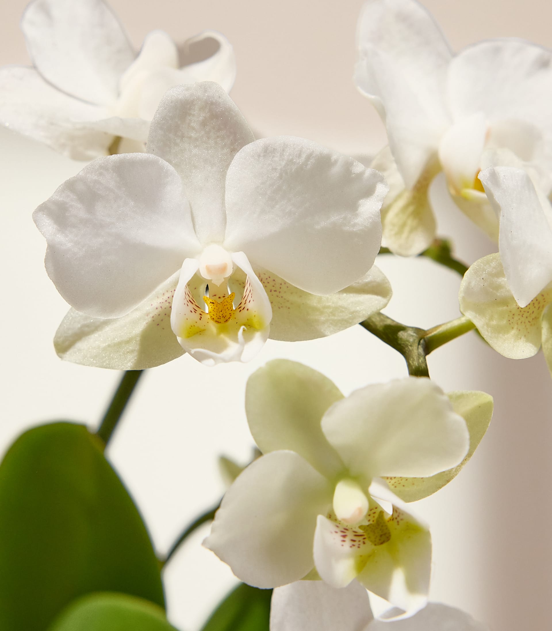 Zarte weiße Orchideen mit gelben Zentren blühen im Vordergrund vor einem weichen, hellen Hintergrund.