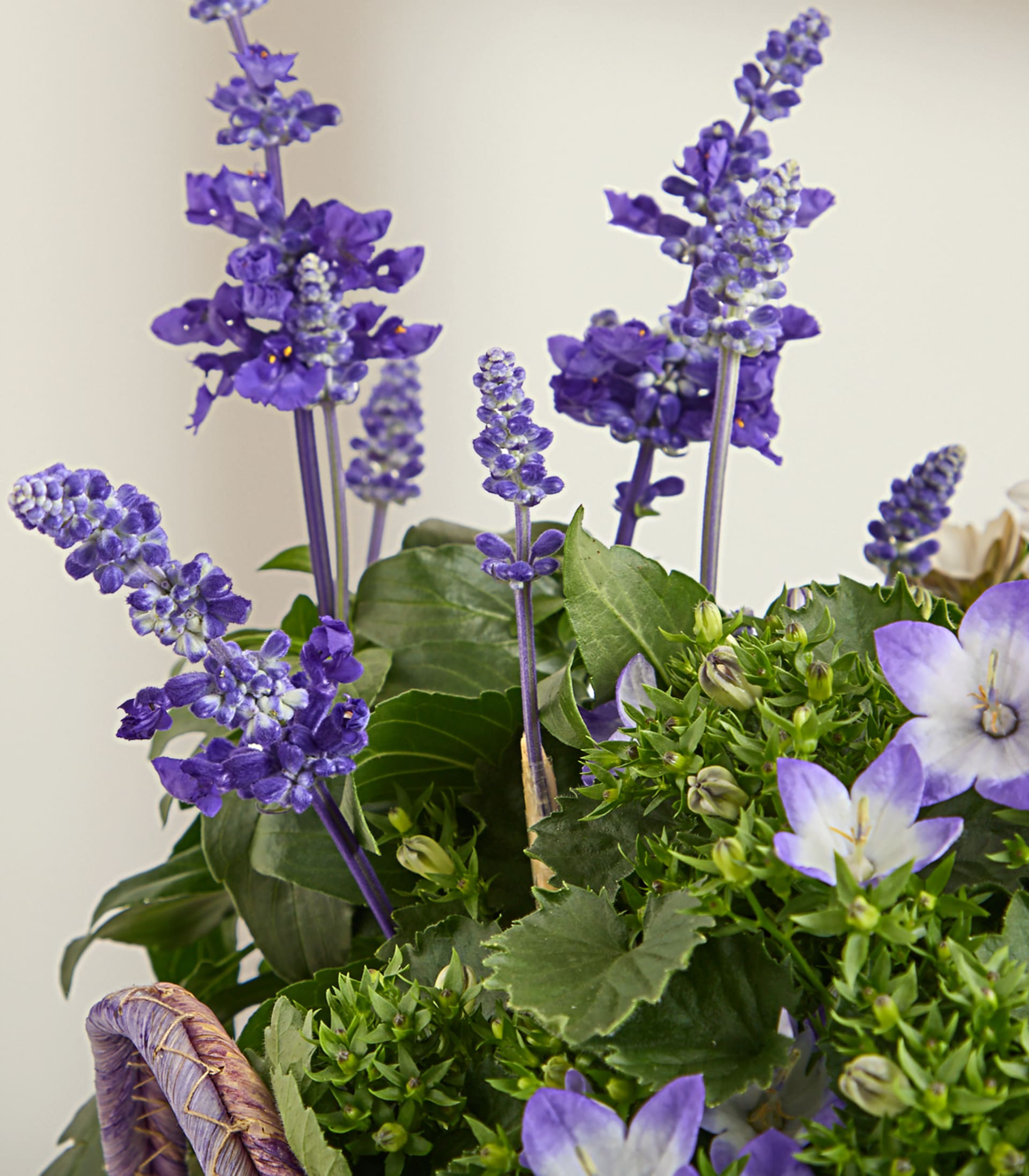 Lila Salbei und blaue Glockenblumen blühen in einem Korb vor hellem Hintergrund.