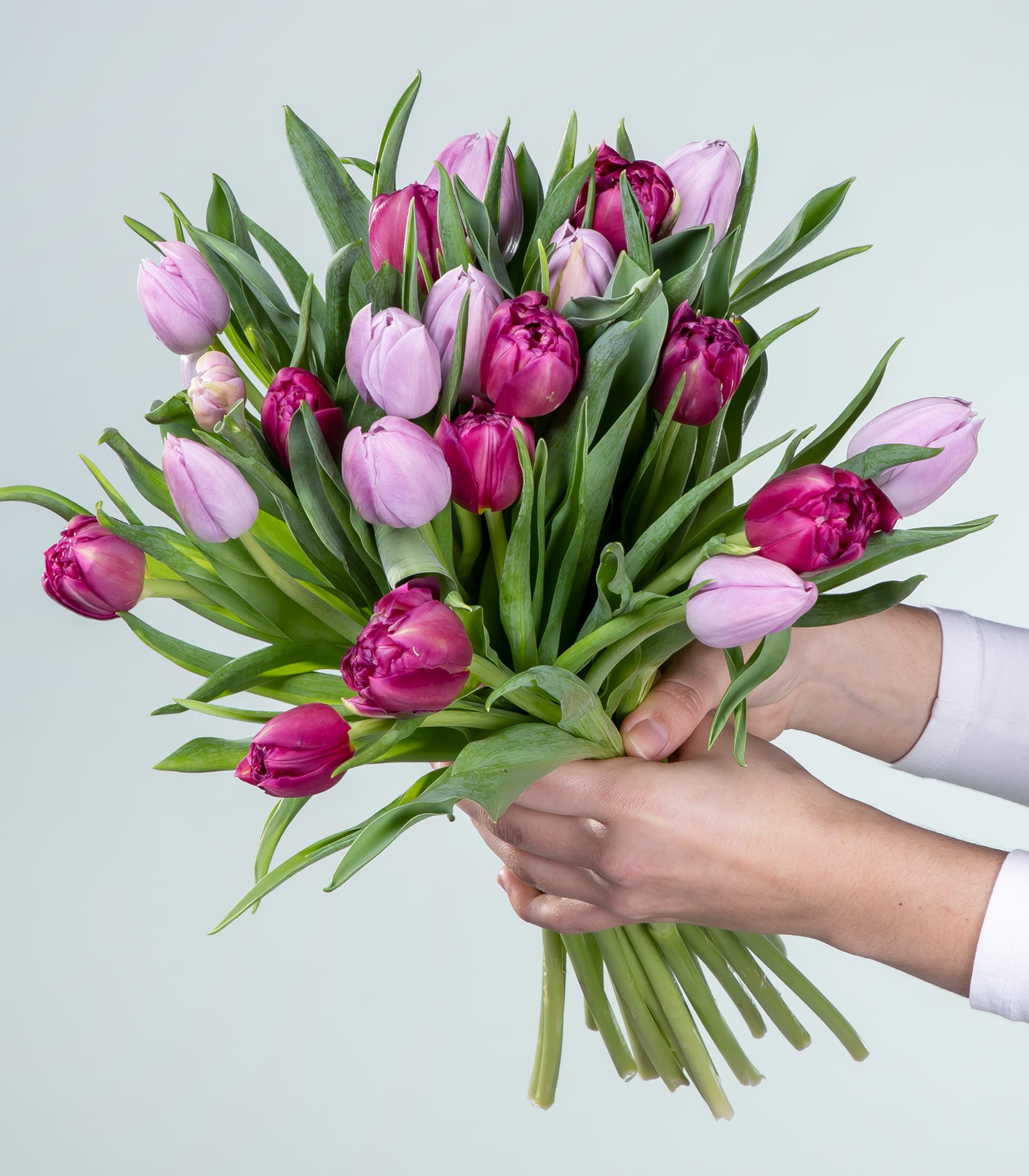 Lila Tulpen - 20 Stiele