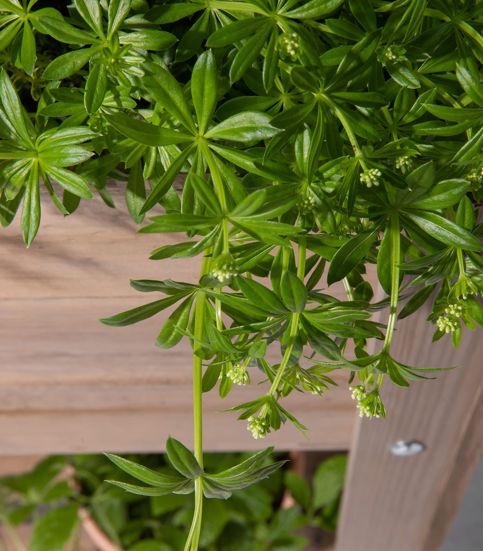 Das Bild zeigt eine üppige, grüne Pflanze mit großen, gezackten Blättern und kleinen, weißen Blüten, die in einem hölzernen Pflanzgefäß vor einem unscharfen Hintergrund wächst.