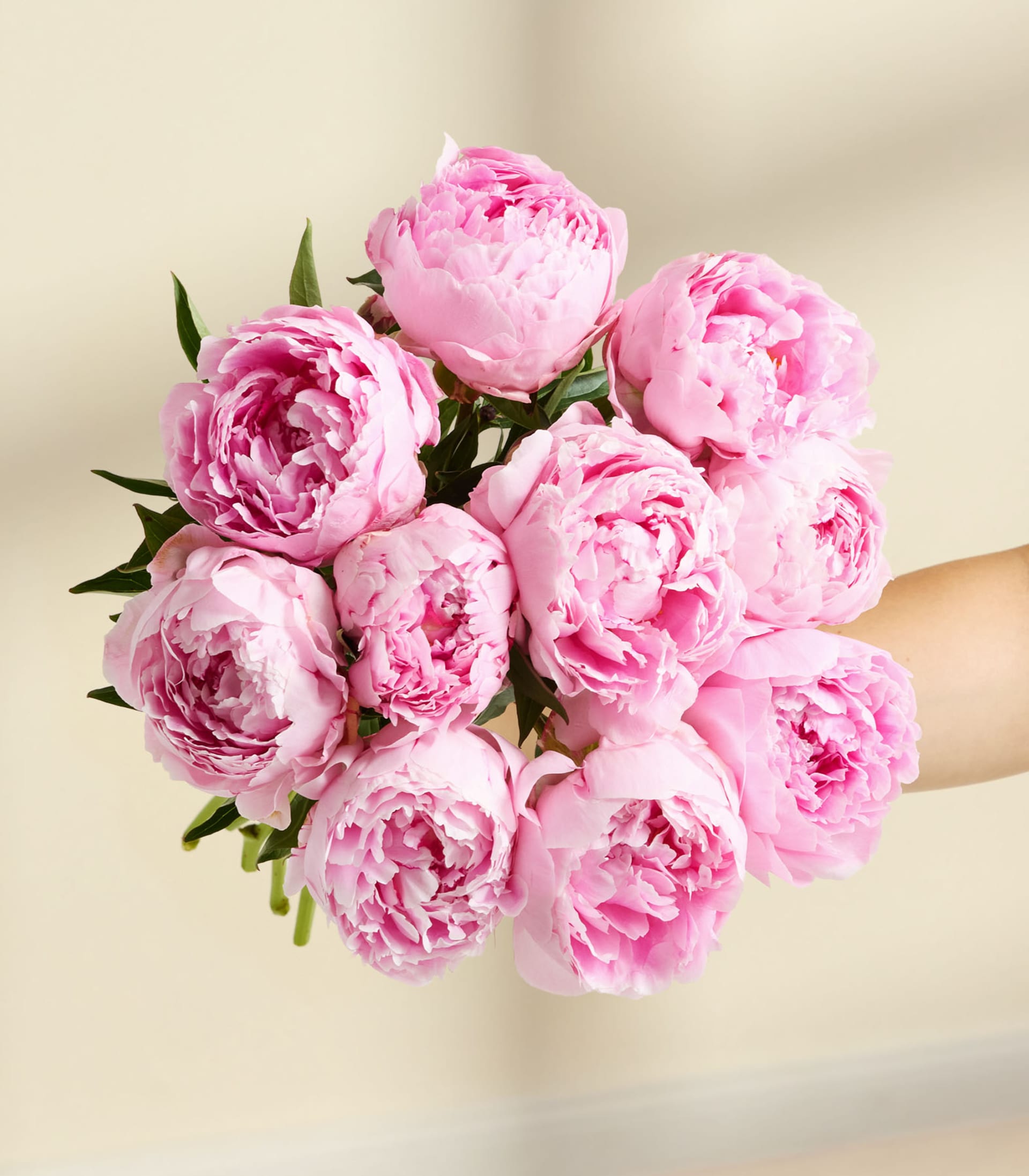 Ein lebendiger Strauß üppiger, rosa Pfingstrosen füllt den Rahmen, ihre zarten Blütenblätter entfalten sich vor einem weichen, cremefarbenen Hintergrund.