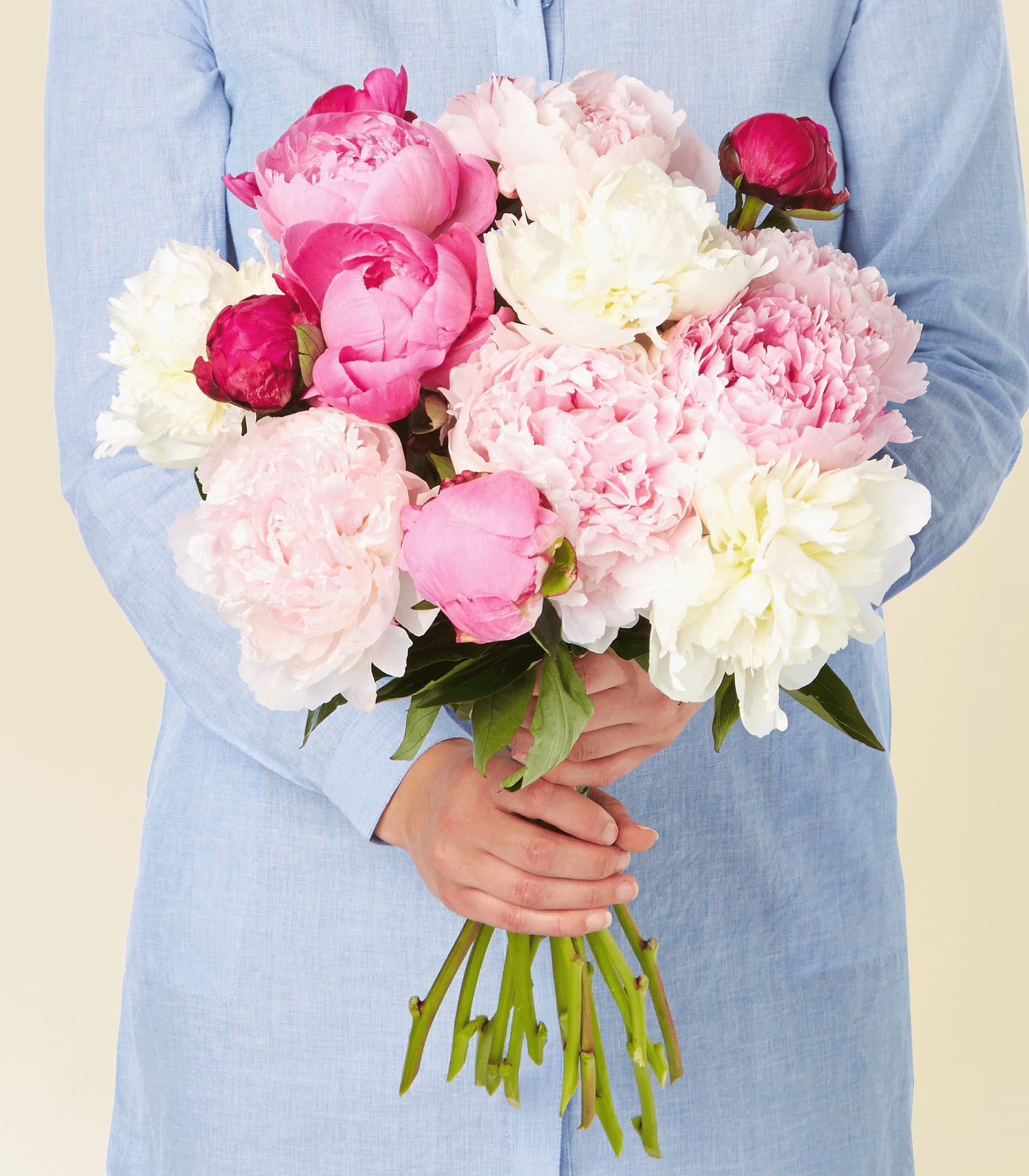 Ein Strauß leuchtend rosa und weißer Pfingstrosen und Rosen wird in den Händen einer Person gehalten, die vor einem schlichten Hintergrund ein hellblaues Hemd trägt.