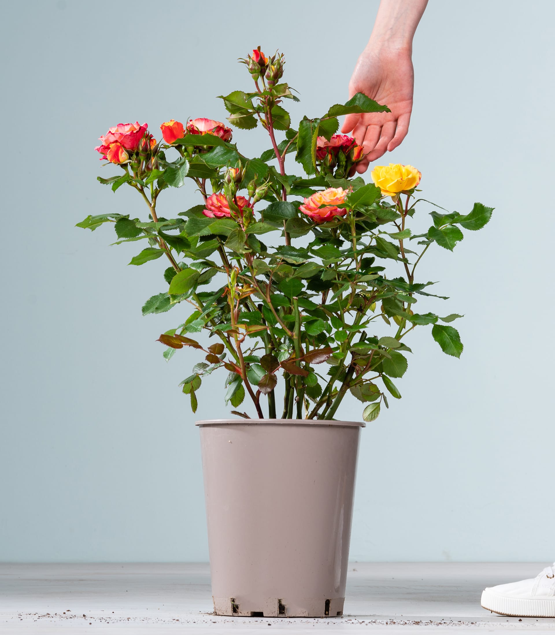 Ein leuchtender Strauß bunter Rosen in einer Topfpflanze, mit einer Hand, die hineingreift, um sich um die Blumen zu kümmern, vor einem schlichten Hintergrund.