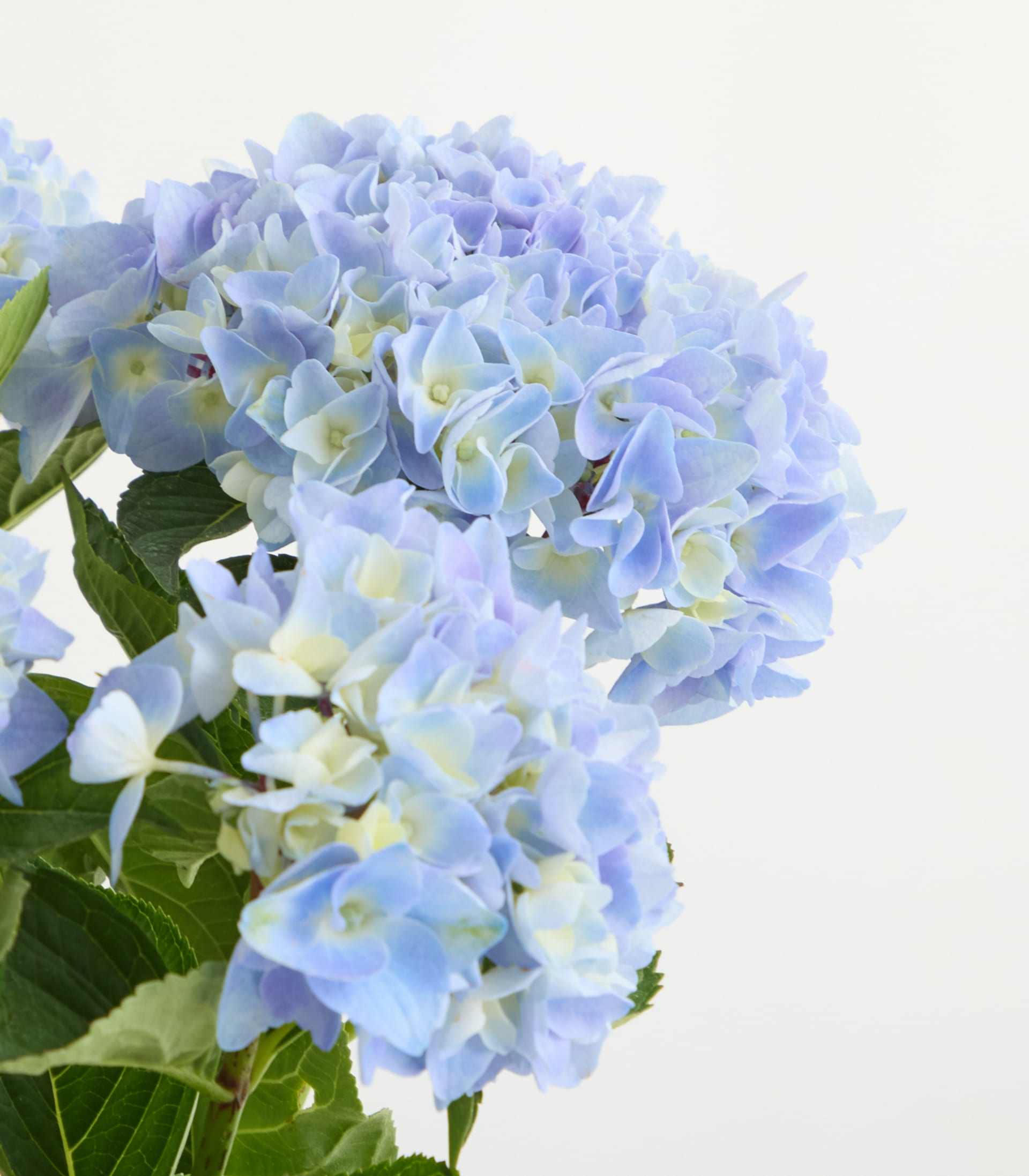 Eine leuchtende Ansammlung blauer und grüner Hortensienblüten vor dem Hintergrund üppiger grüner Blätter.
