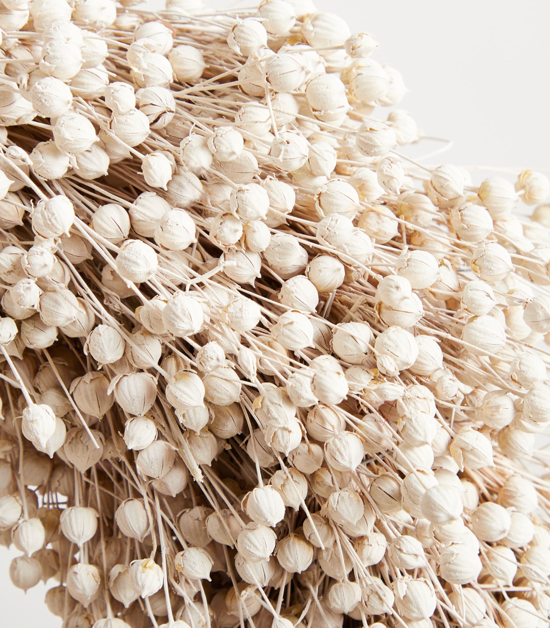 Eine Nahaufnahme eines Bündels getrockneter, cremefarbener, baumwollartiger Blüten oder Samenstände vor einem weichen, dunstigen Hintergrund.