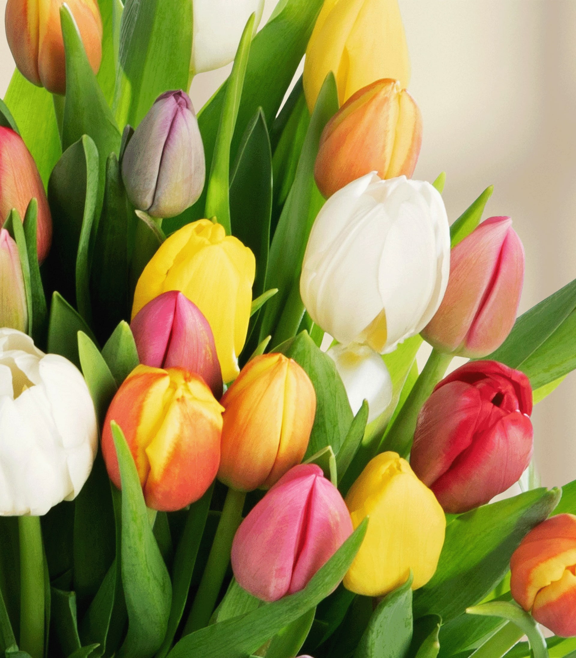 Ein lebendiger Strauß bunter Tulpen in verschiedenen Rosa-, Gelb- und Weißtönen steht vor einem schlichten weißen Hintergrund und schafft eine optisch beeindruckende und fröhliche Komposition.