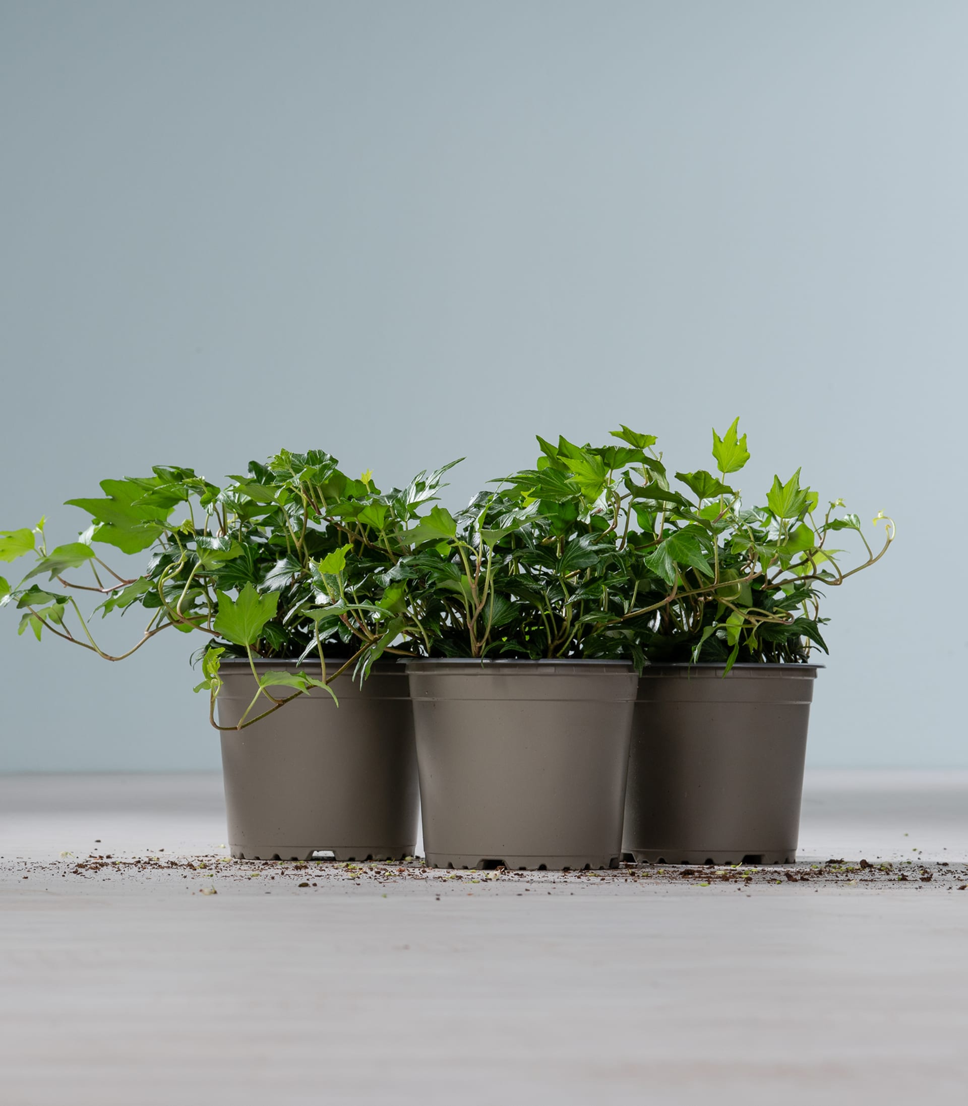 Drei kleine Topfpflanzen mit üppigen grünen Blättern stehen auf einer Holzoberfläche vor einem schlichten grauen Hintergrund.