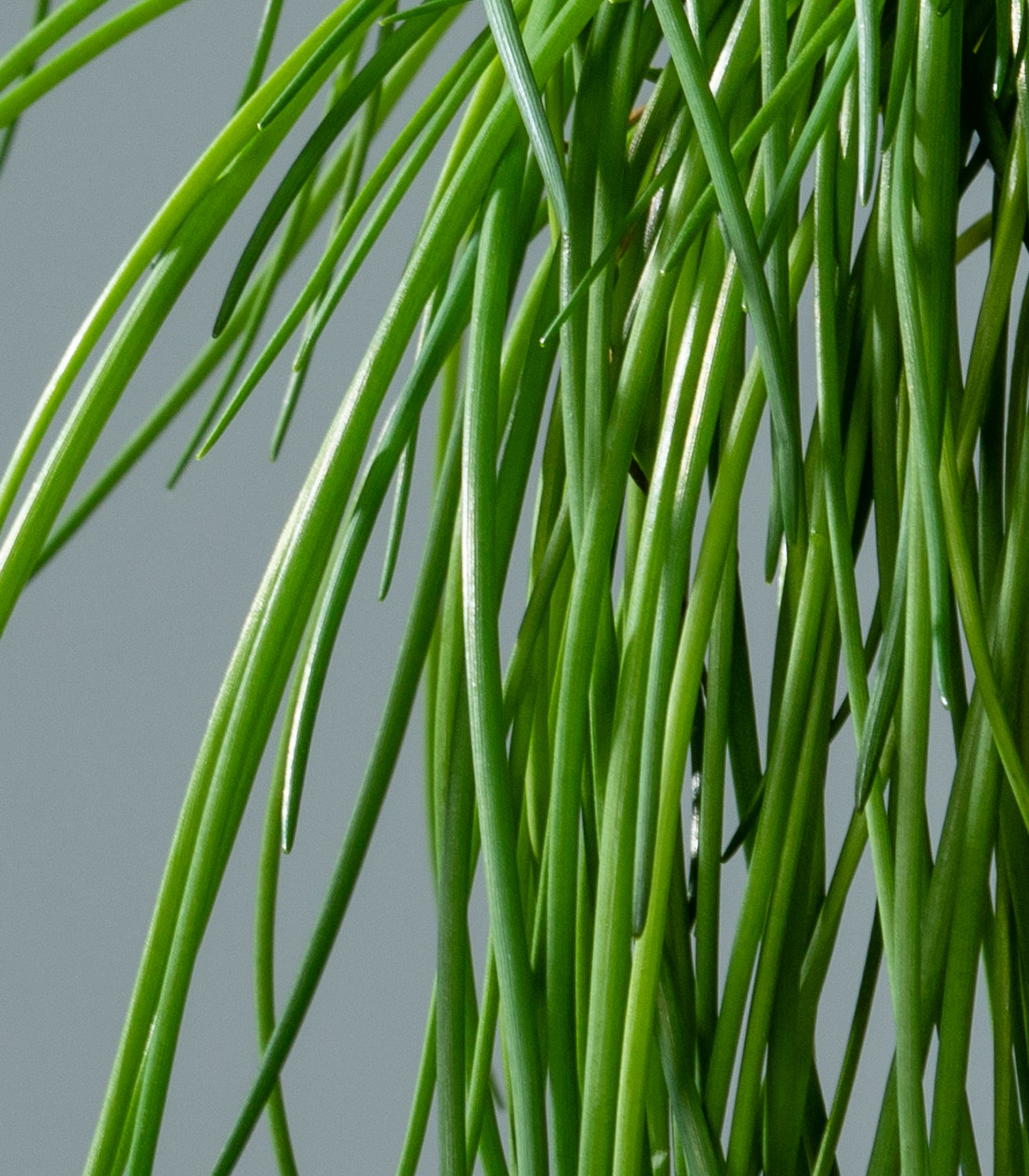 Leuchtend grüne Zwiebel- oder Schnittlauchstiele mit schlanken, länglichen Blättern vor einem neutralen grauen Hintergrund.