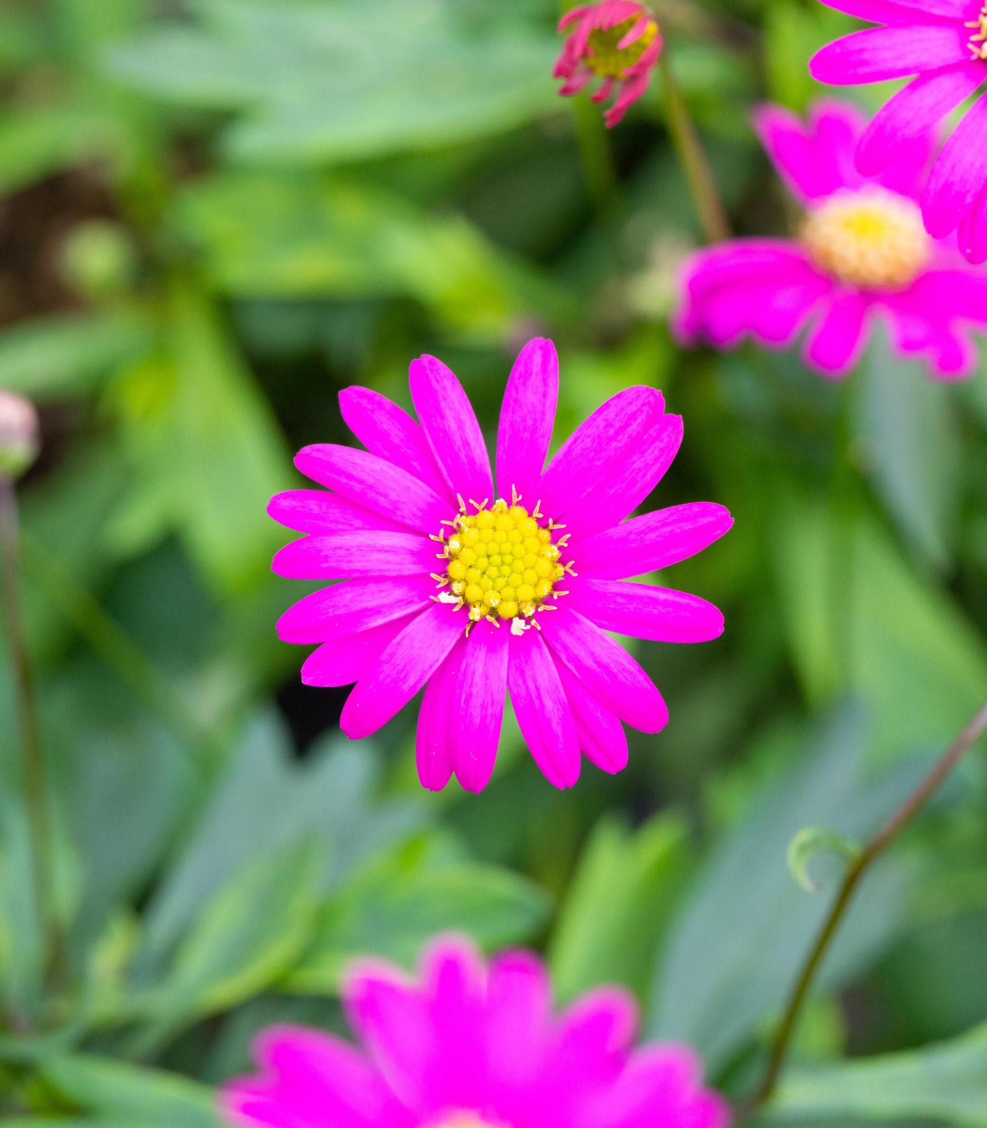 Gänseblümchen 'Magenta Delight' - 3 Stück