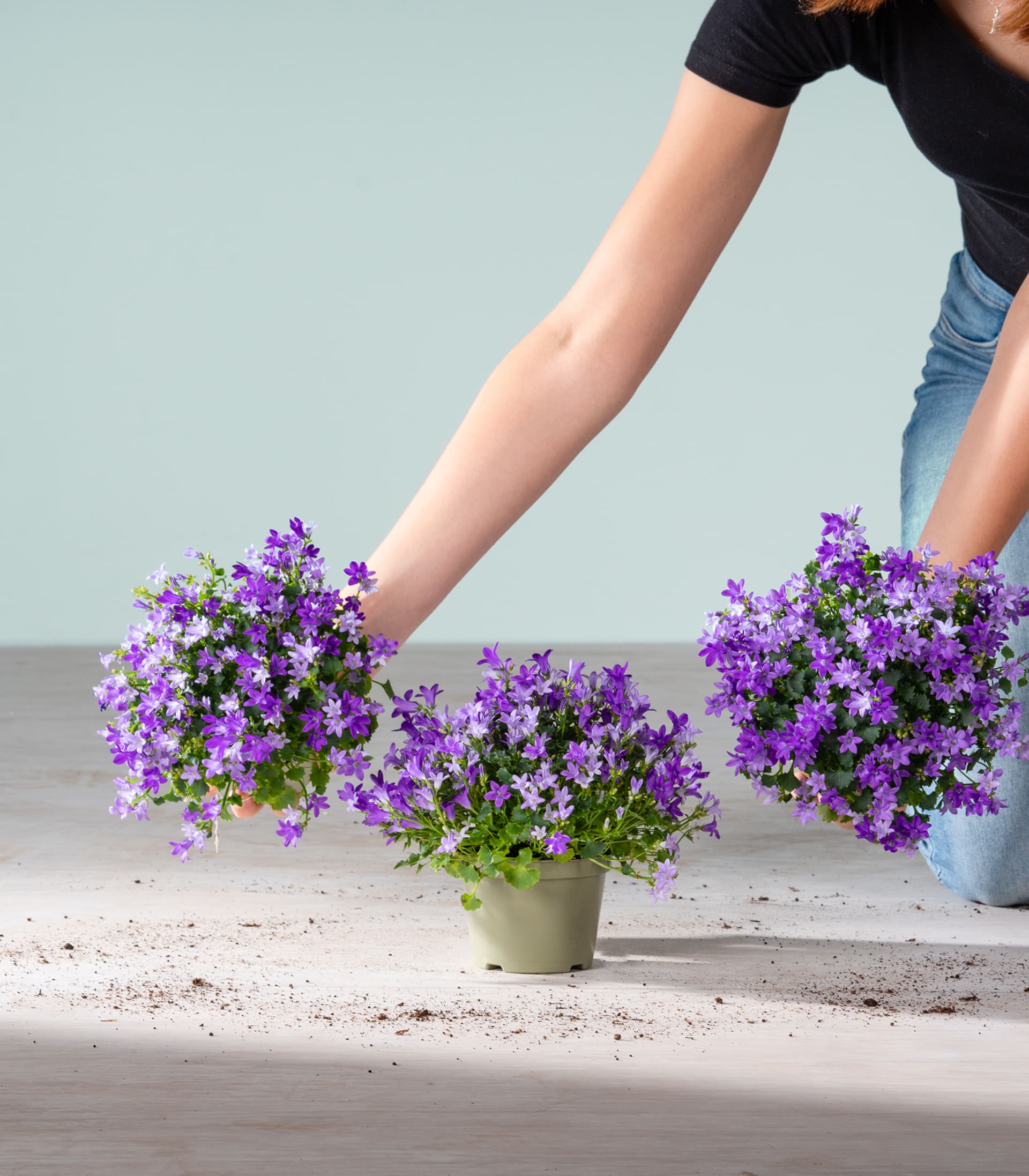 Das Bild zeigt die Hände einer Person, die vor einem hellblauen Hintergrund zwei Topfpflanzen mit leuchtend violetten Blüten hält.