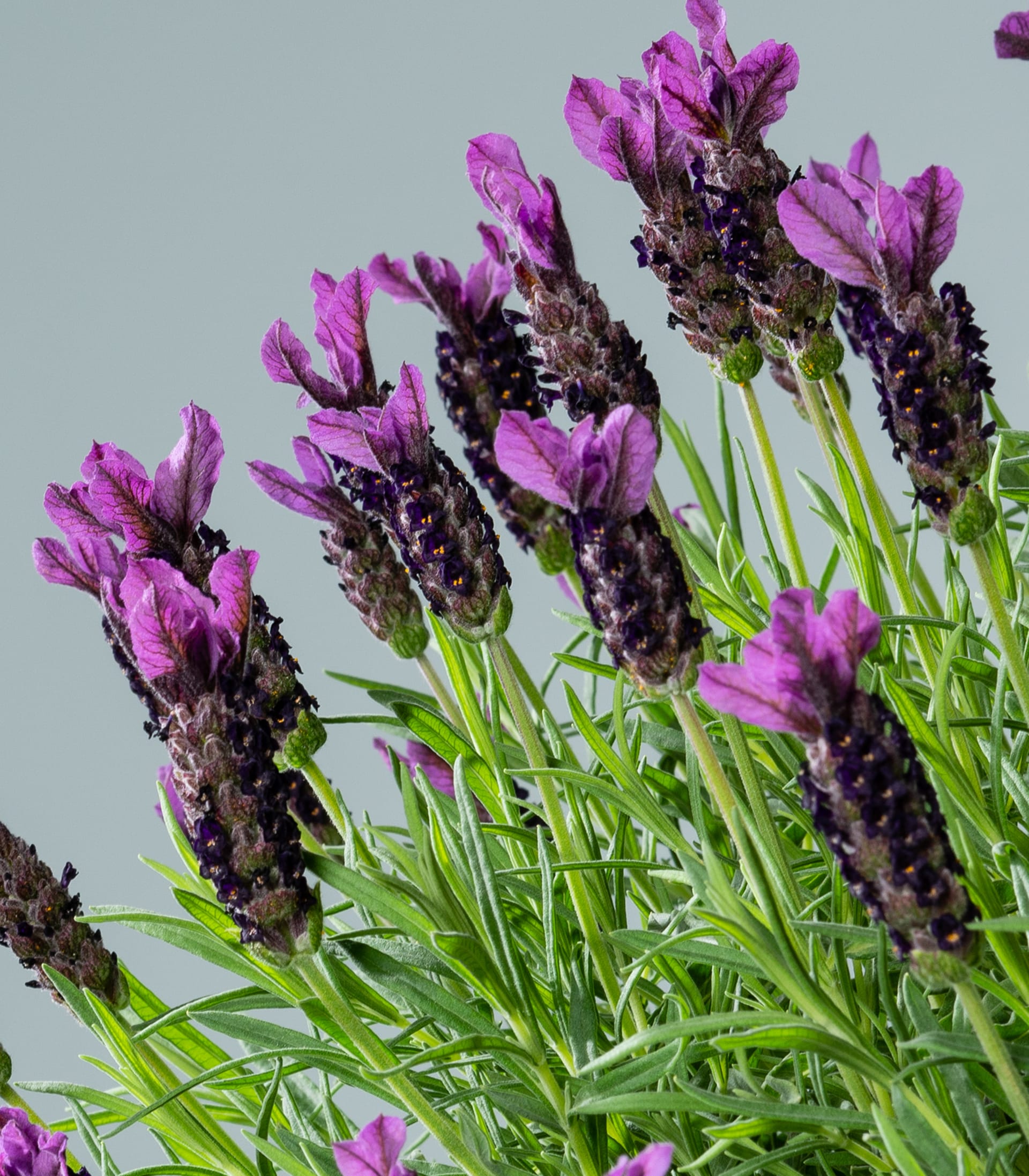 Kräftig violette Lavendelblüten in voller Blüte ragen hoch auf einen hellgrauen Hintergrund, ihre zarten Blütenblätter und das üppige grüne Laub schaffen eine bezaubernde Naturszene.