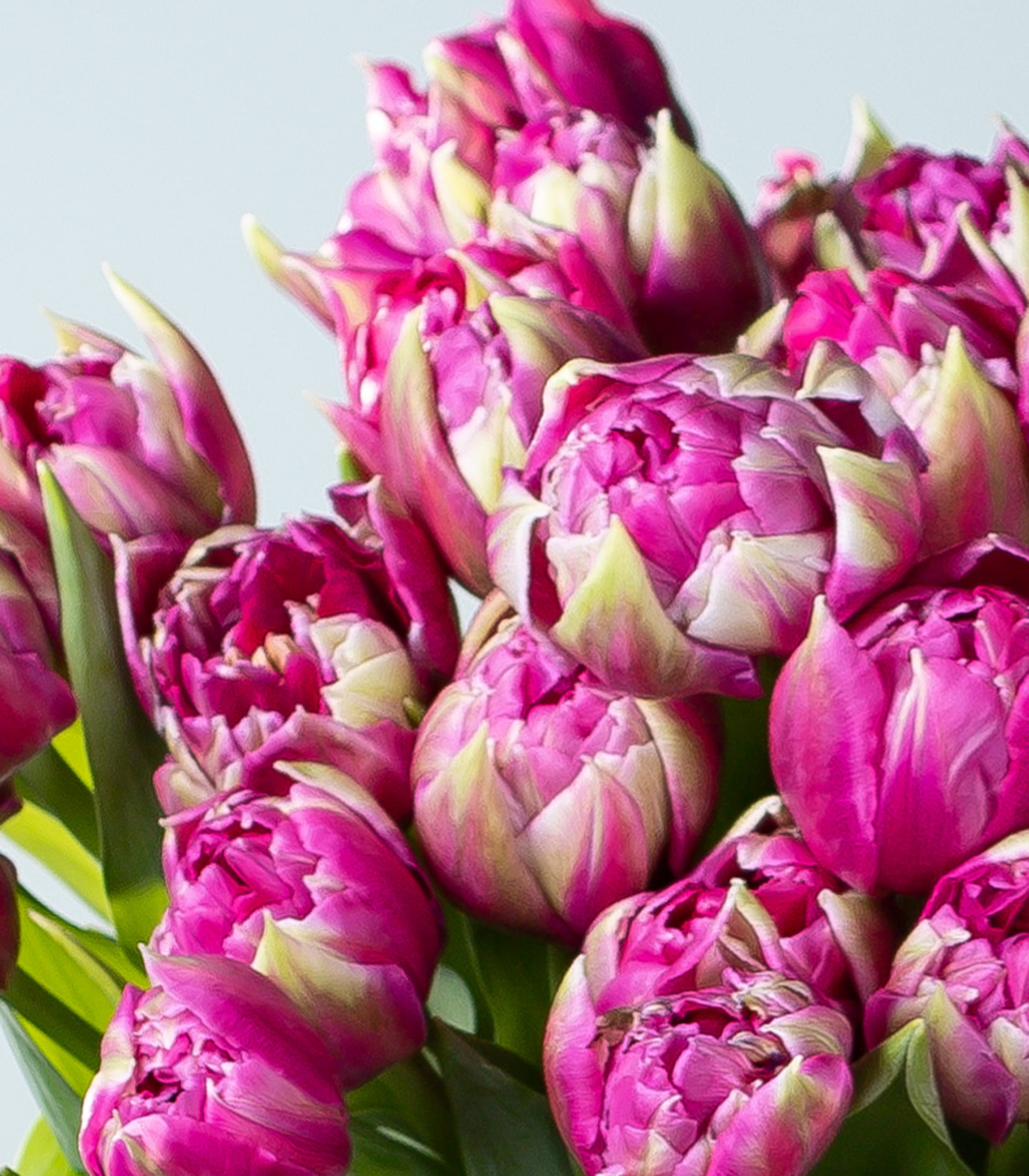 Ein lebendiger Strauß üppiger, rosa Tulpen vor einem weichen, blaugrauen Hintergrund.