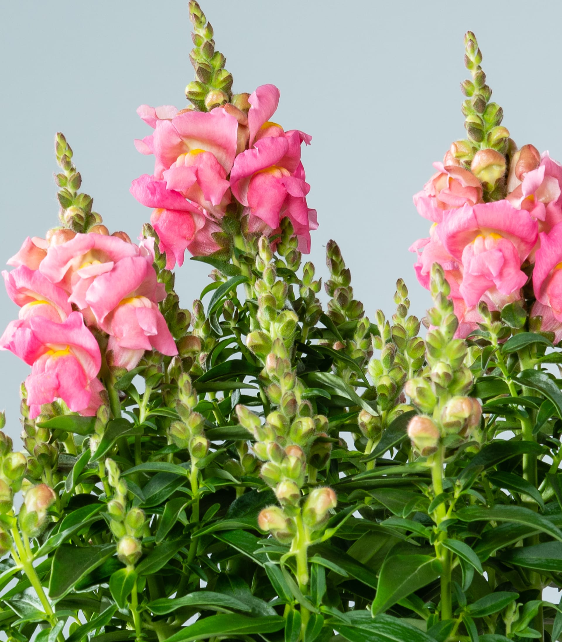 Leuchtend rosa Löwenmäulchen blühen inmitten üppiger grüner Blätter vor einem klaren blauen Himmel.