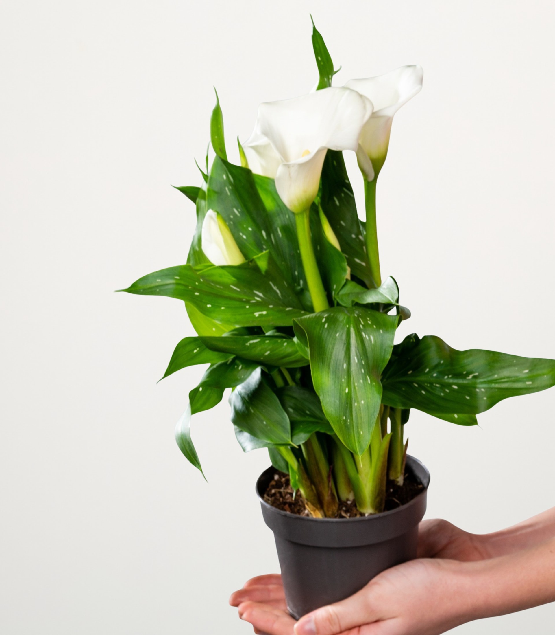 Eine Topfpflanze mit weißen Blüten und grünen Blättern wird vor einem schlichten weißen Hintergrund in den Händen einer Person gehalten.