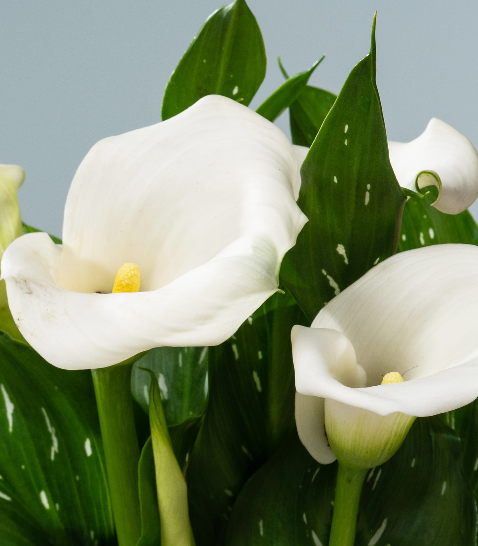 Das Bild zeigt zwei wunderschöne weiße Calla-Lilien mit leuchtend grünen Blättern vor einem weichen, hellblauen Hintergrund.