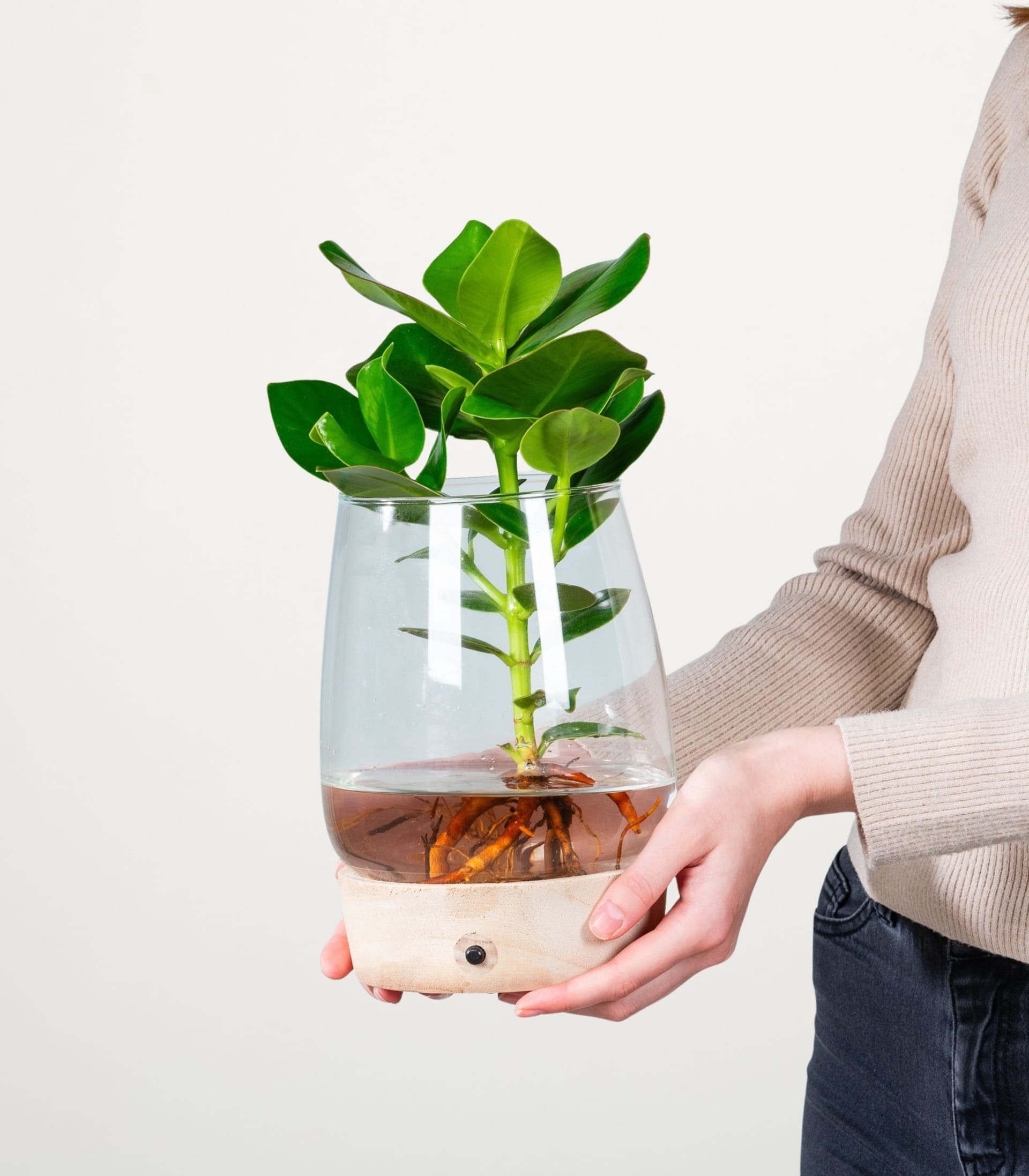 Die Hände einer Person halten vor einem schlichten weißen Hintergrund einen Glasbehälter, in dem eine grüne Pflanze wächst.