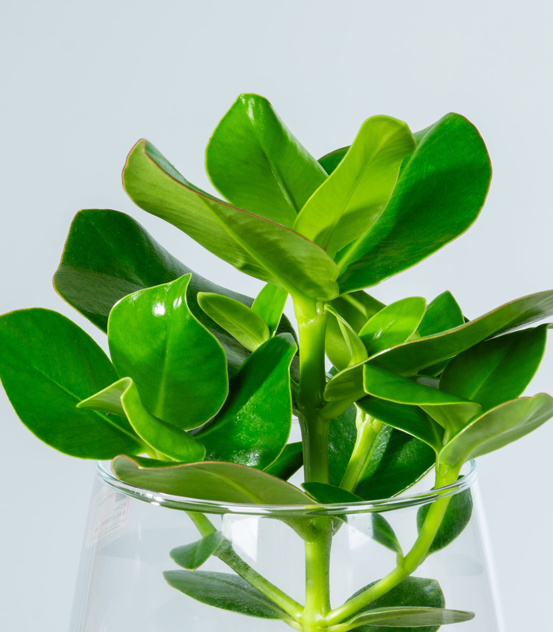 Ein Glasbehälter gefüllt mit üppigen, leuchtend grünen Blättern einer Sukkulente vor einem schlichten, hellen Hintergrund.