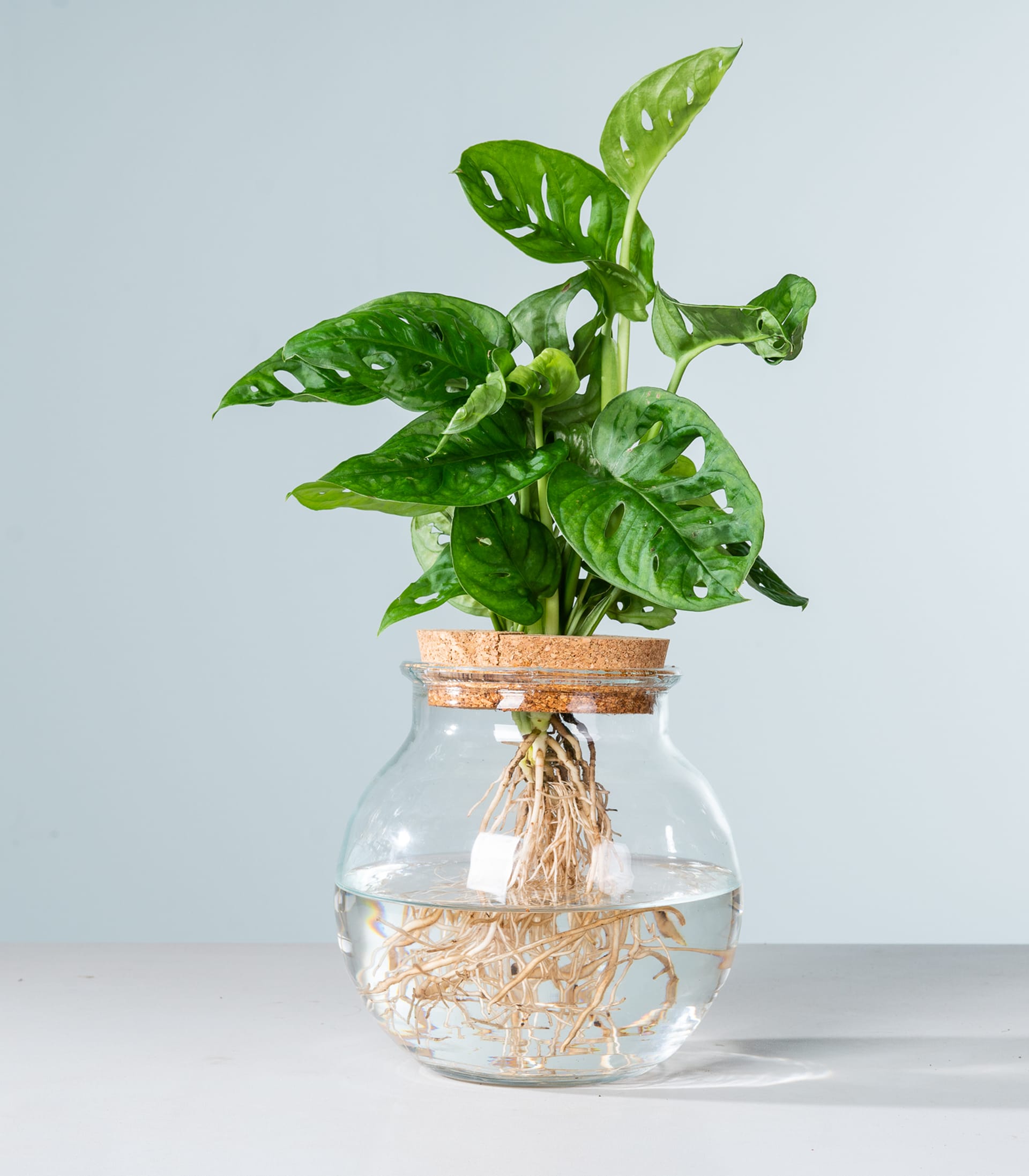 Ein Glasgefäß mit einer kleinen grünen Pflanze mit großen Blättern, die auf einer hellen Oberfläche vor einem schlichten Hintergrund steht.
