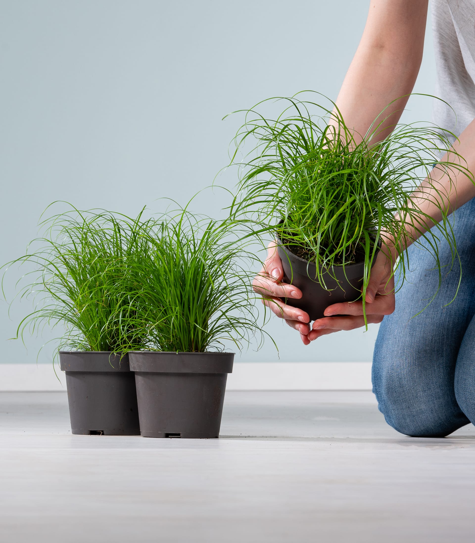 Das Bild zeigt die Hände einer Person, die ein Bündel grüner grasähnlicher Pflanzen vor zwei Topfpflanzen auf einer weißen Fläche vor einem hellen Hintergrund hält.