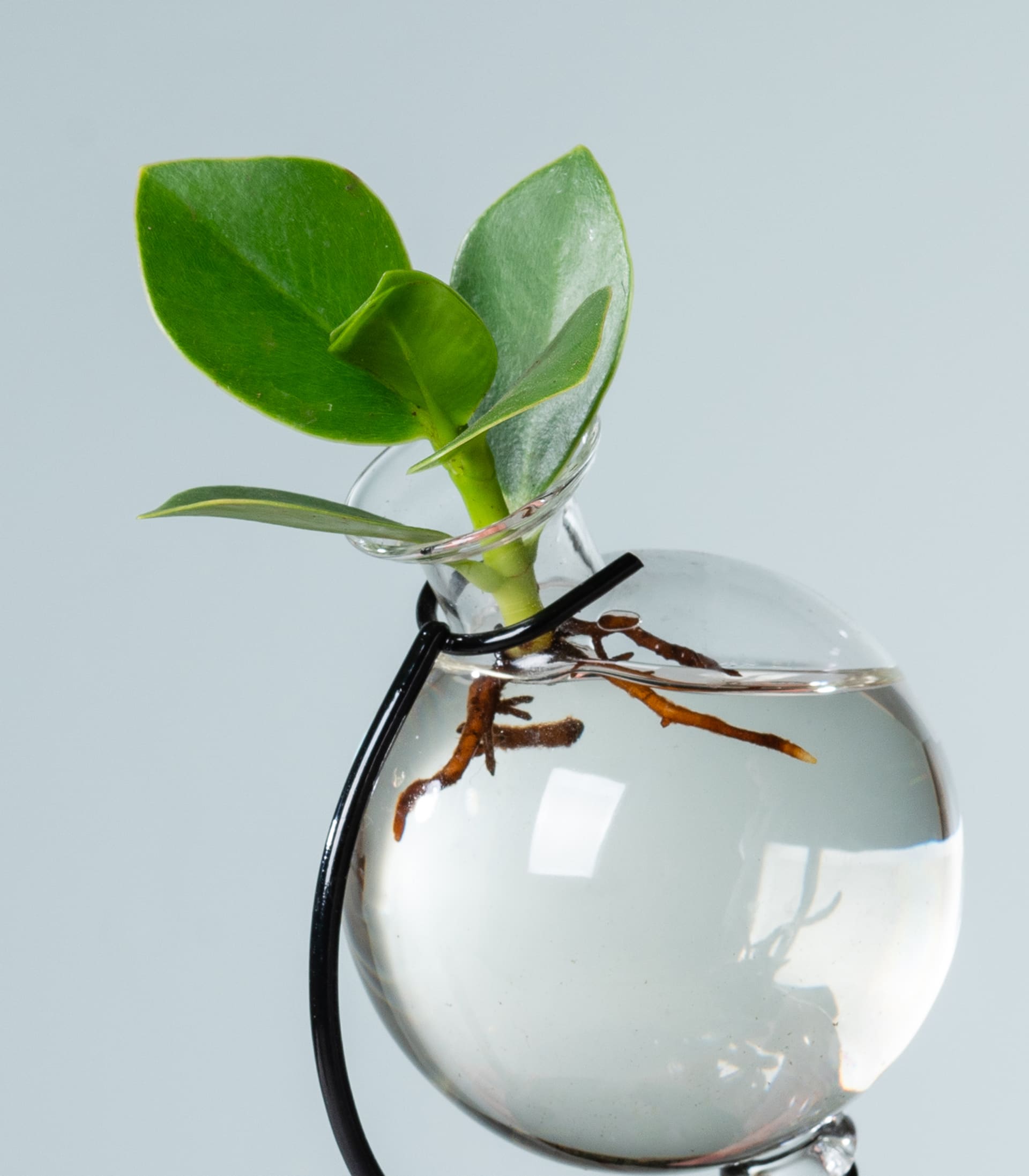 Eine klare Glaskugel enthält eine kleine grüne Pflanze mit üppigen Blättern vor einem schlichten hellen Hintergrund.