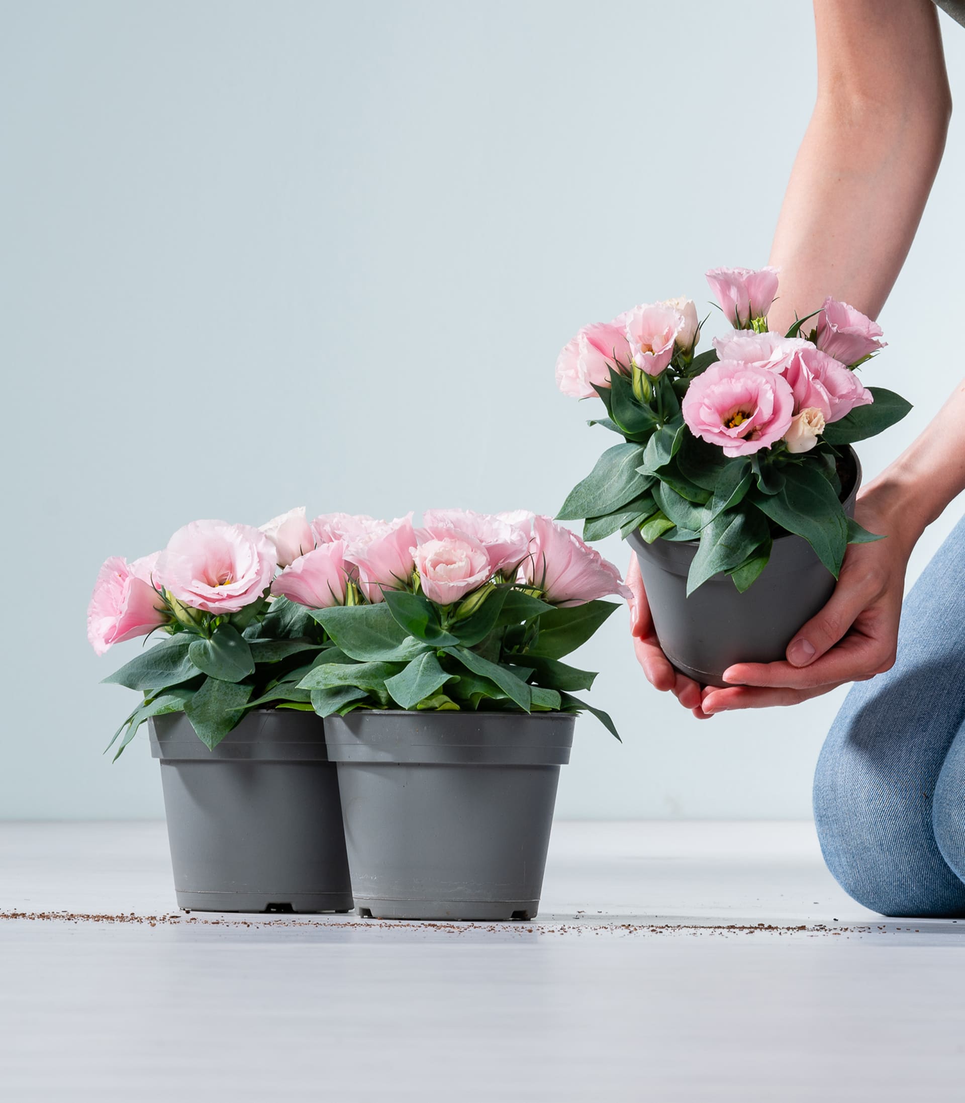 Das Bild zeigt die Hände einer Person, die eine Topfpflanze mit rosa Rosen halten; im Hintergrund sind zwei weitere Topfpflanzen auf einer Holzfläche zu sehen.