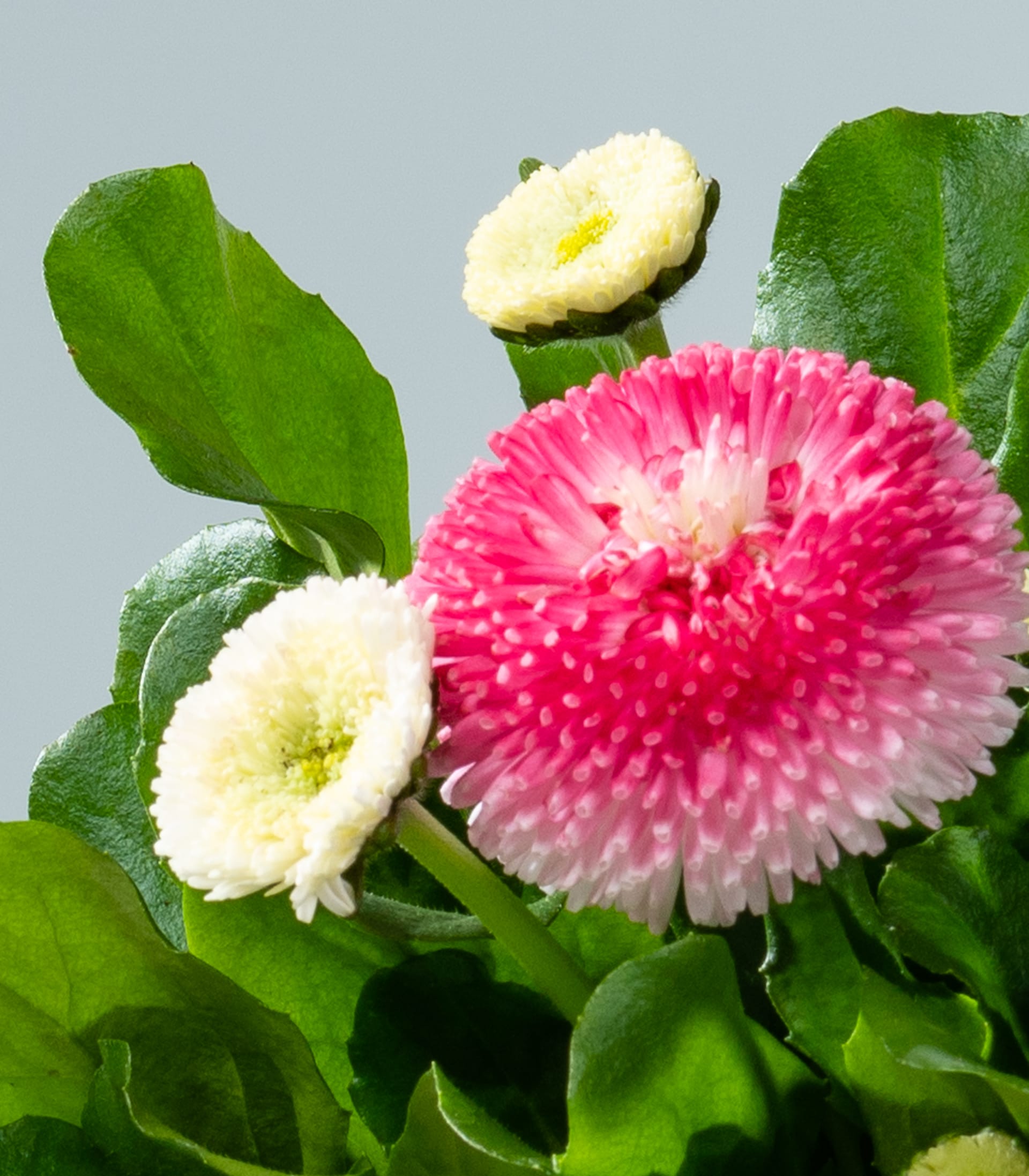 Das Bild zeigt eine leuchtend rosa, gänseblümchenartige Blume mit gelber Mitte, umgeben von üppigen grünen Blättern vor einem neutralen grauen Hintergrund.