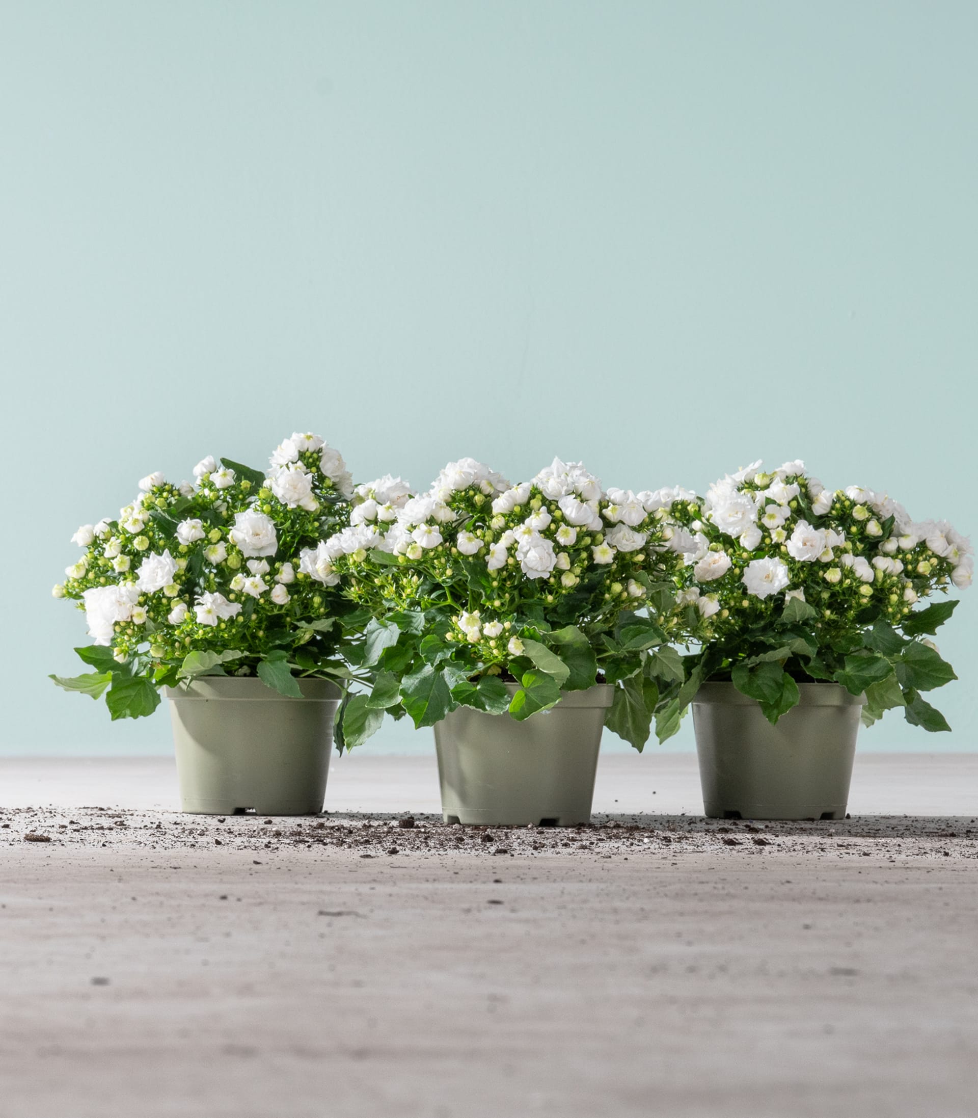 Drei Topfpflanzen mit weißen Blüten und grünen Blättern stehen auf einer Holzoberfläche vor einem hellblauen Hintergrund.