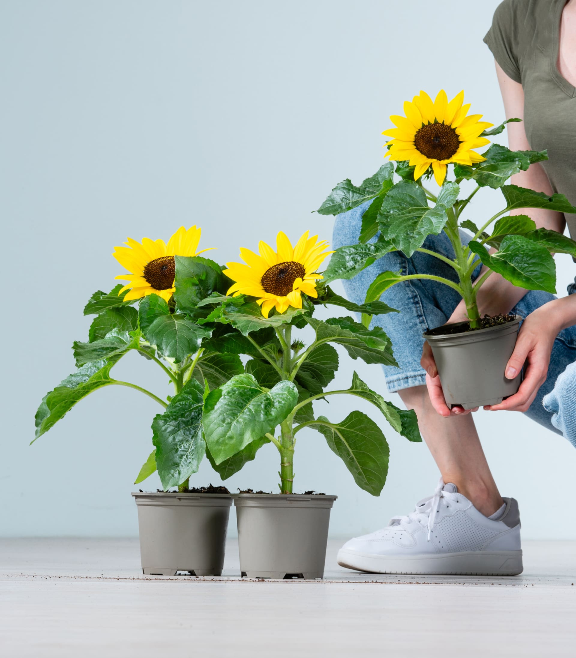 Leuchtende Sonnenblumen in Töpfen stehen auf dem Boden, im Vordergrund sind die Beine und Füße einer Person zu sehen.