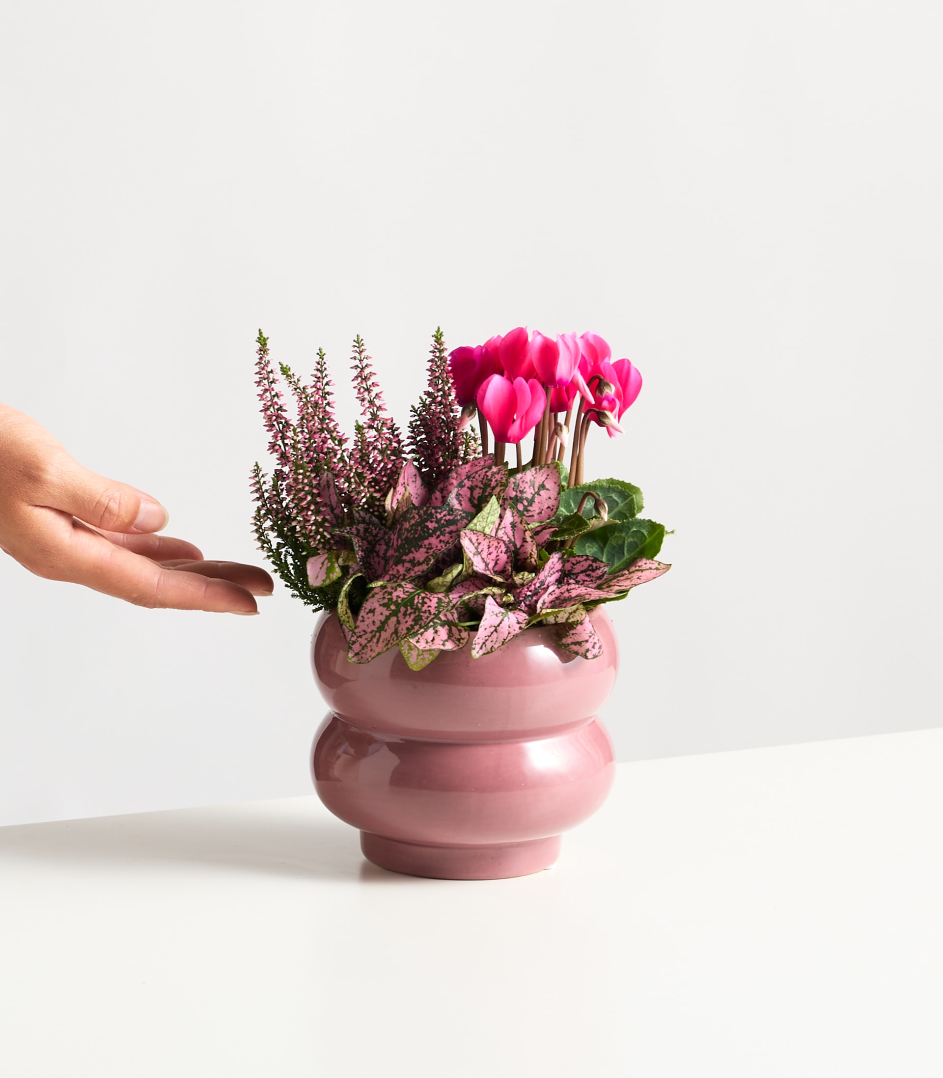 Eine Hand hält eine rosa Keramikvase, gefüllt mit leuchtend rosa Alpenveilchenblüten und lila Heidekraut vor einem schlichten weißen Hintergrund. (Beschreibungstext KI-generiert)