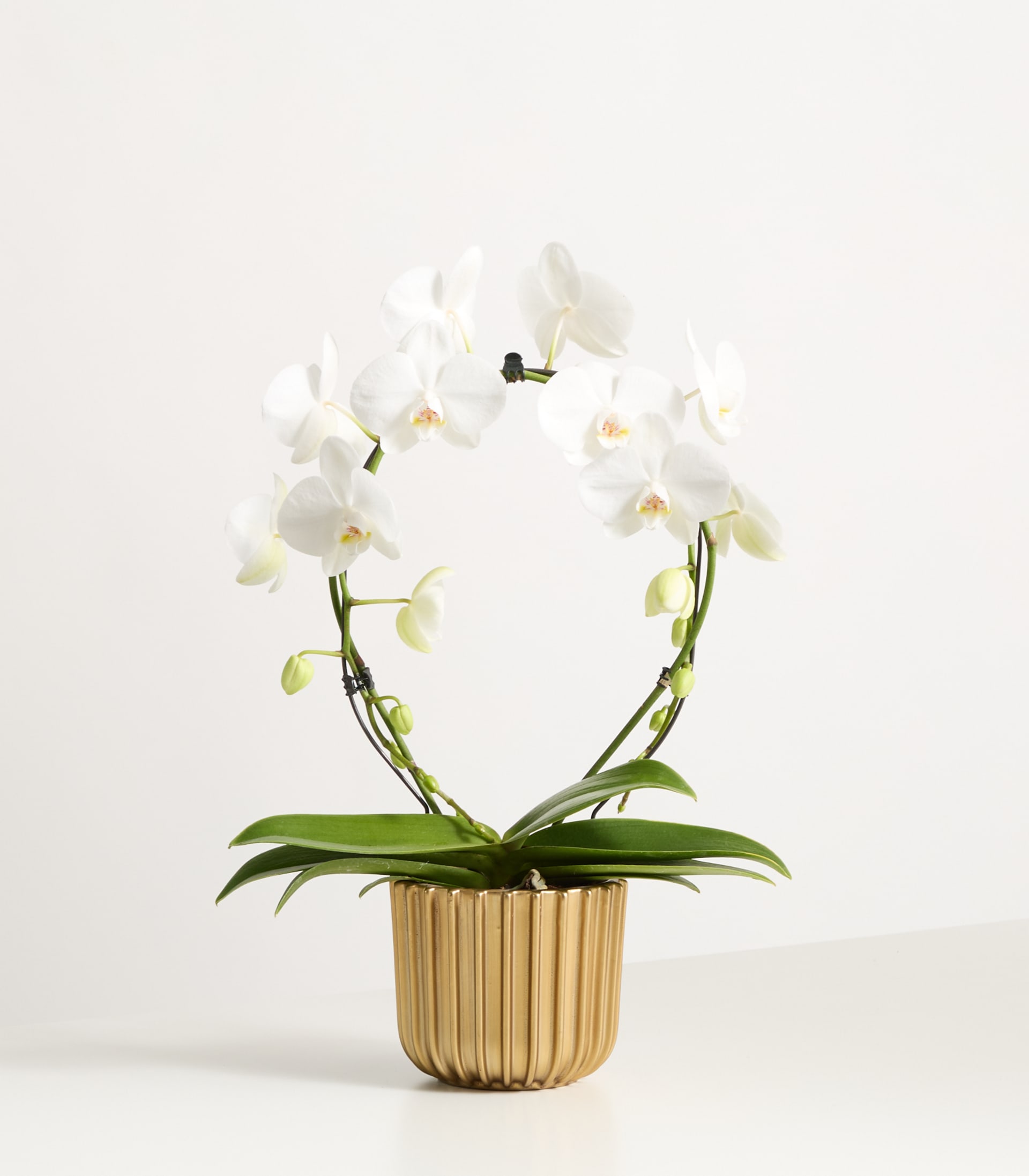 Eine weiße Orchidee im Topf mit zarten Blüten steht vor einem schlichten weißen Hintergrund.