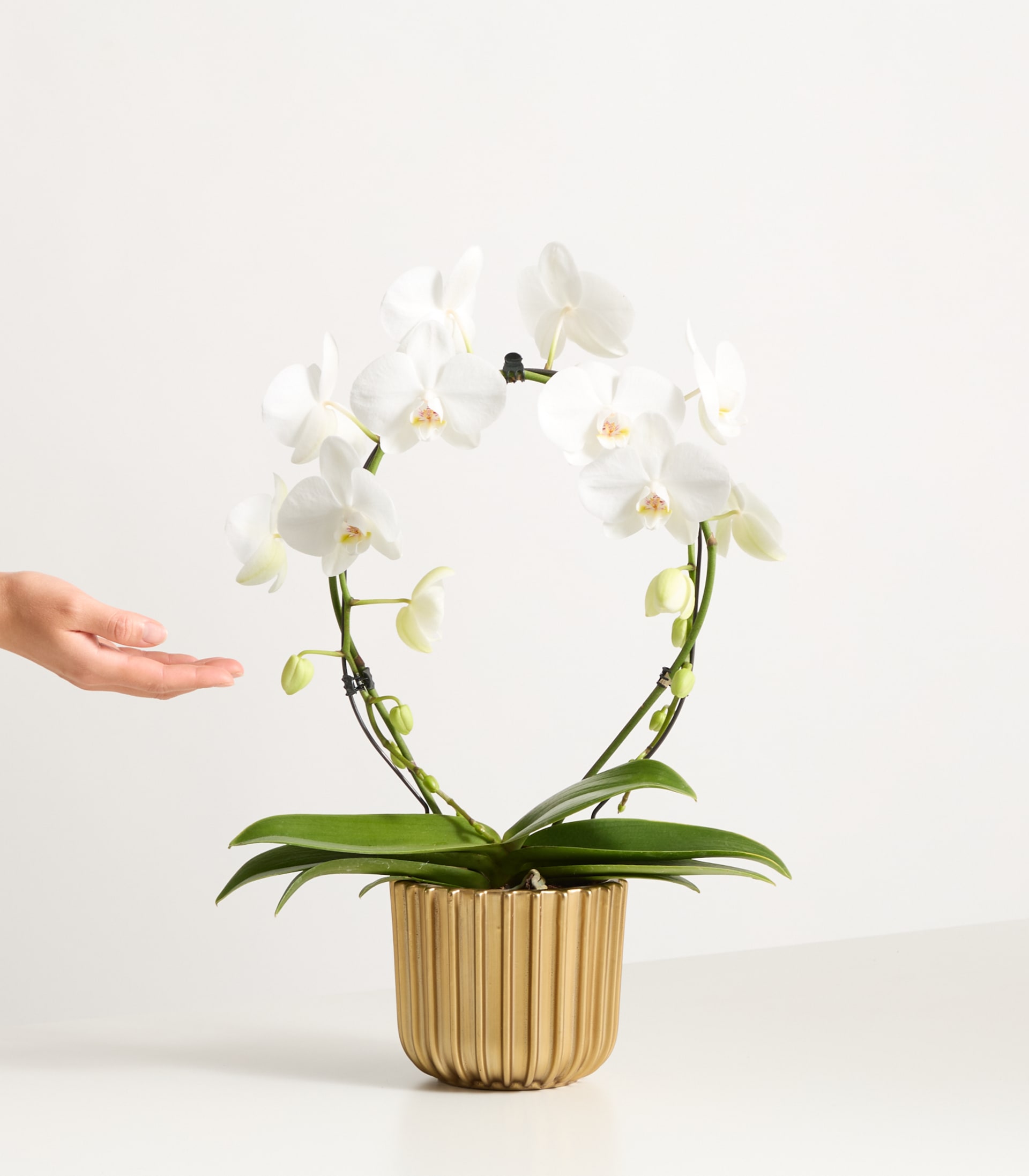 Eine weiße Orchidee im Topf mit zarten Blüten steht auf einer Holzoberfläche vor einem schlichten weißen Hintergrund, eine Hand streckt sich nach der Pflanze aus.