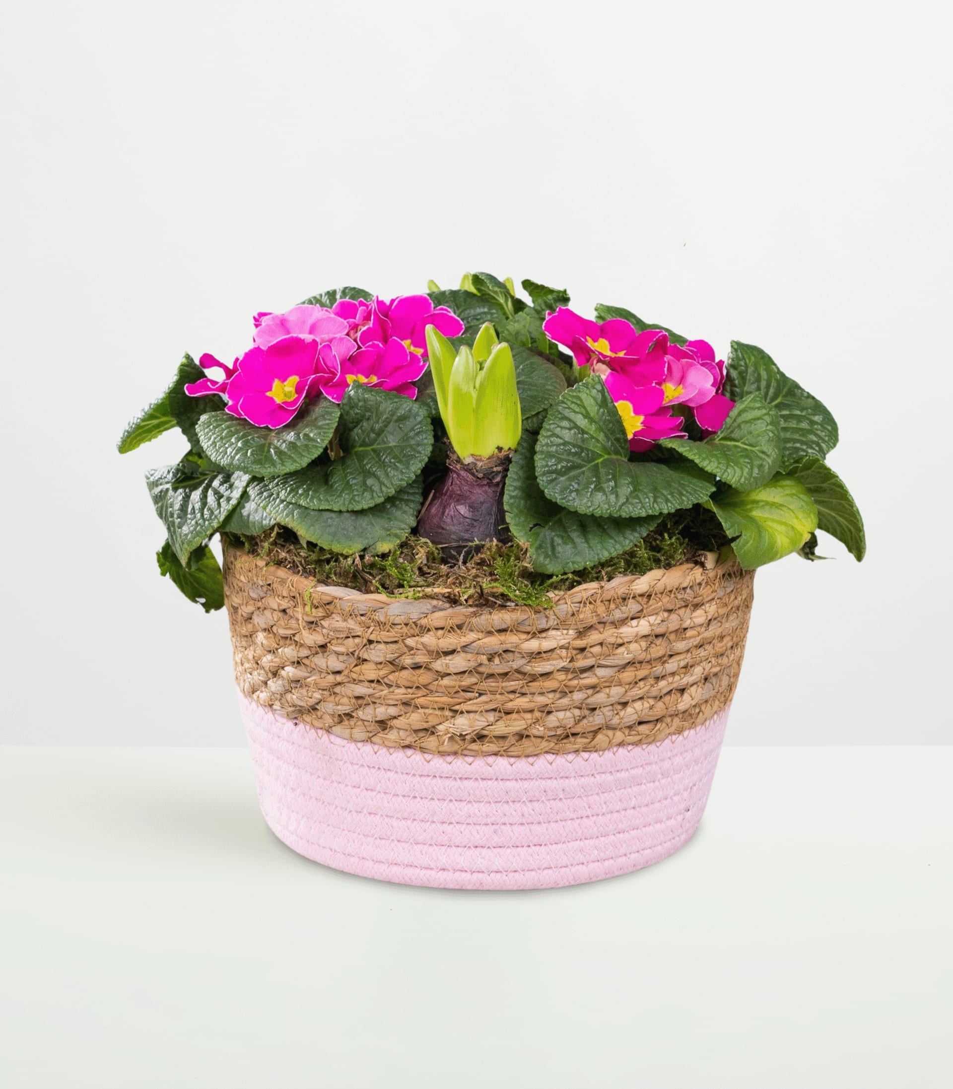 Eine leuchtend rosafarbene Usambaraveilchenpflanze in einem geflochtenen Korb mit rosa-weißem Streifenmuster vor einem schlichten weißen Hintergrund.