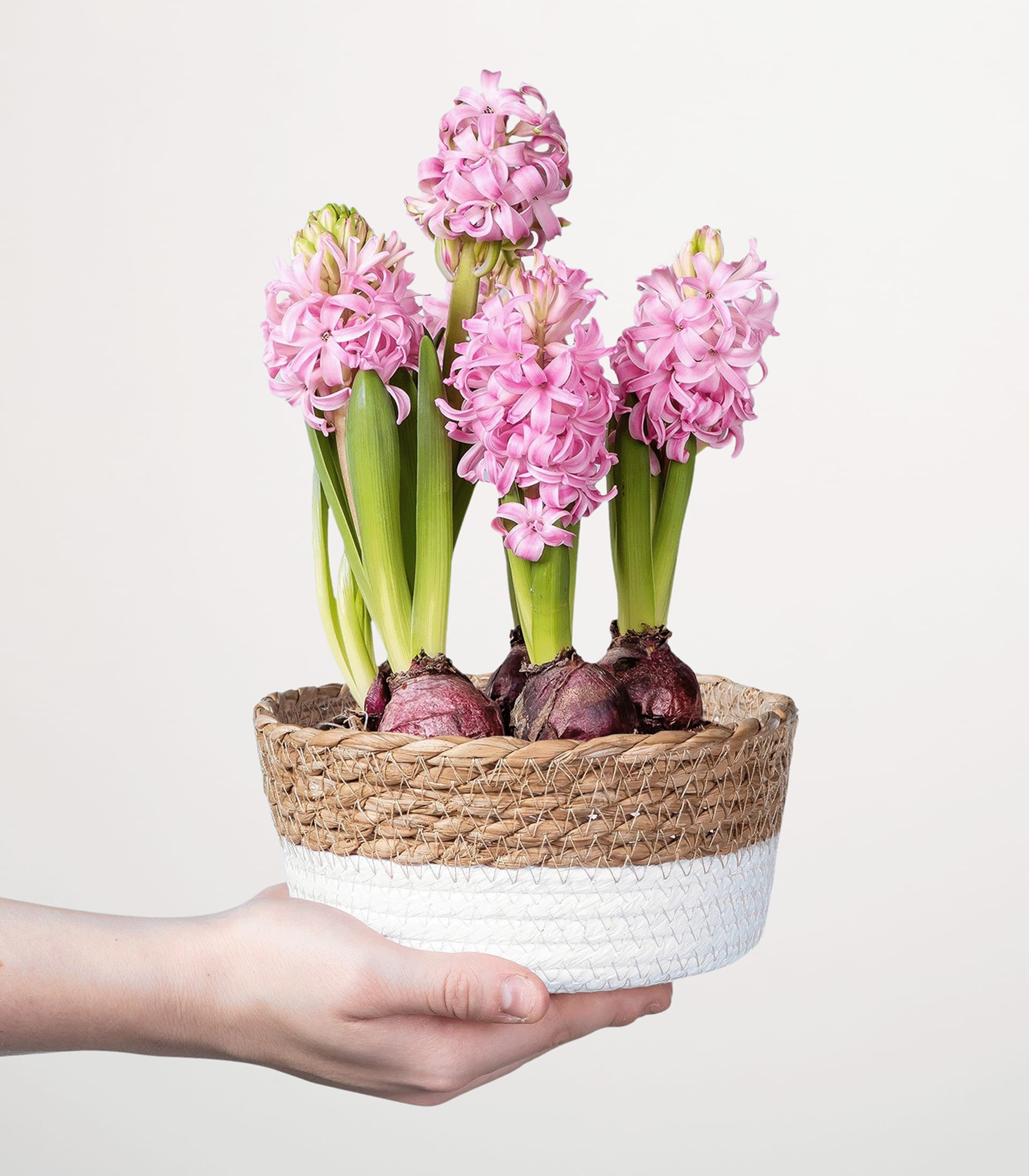 Vor einem schlichten weißen Hintergrund hält eine Person einen Korb voller leuchtend rosa Hyazinthenblüten, umgeben von grünen Blättern, in den Händen.