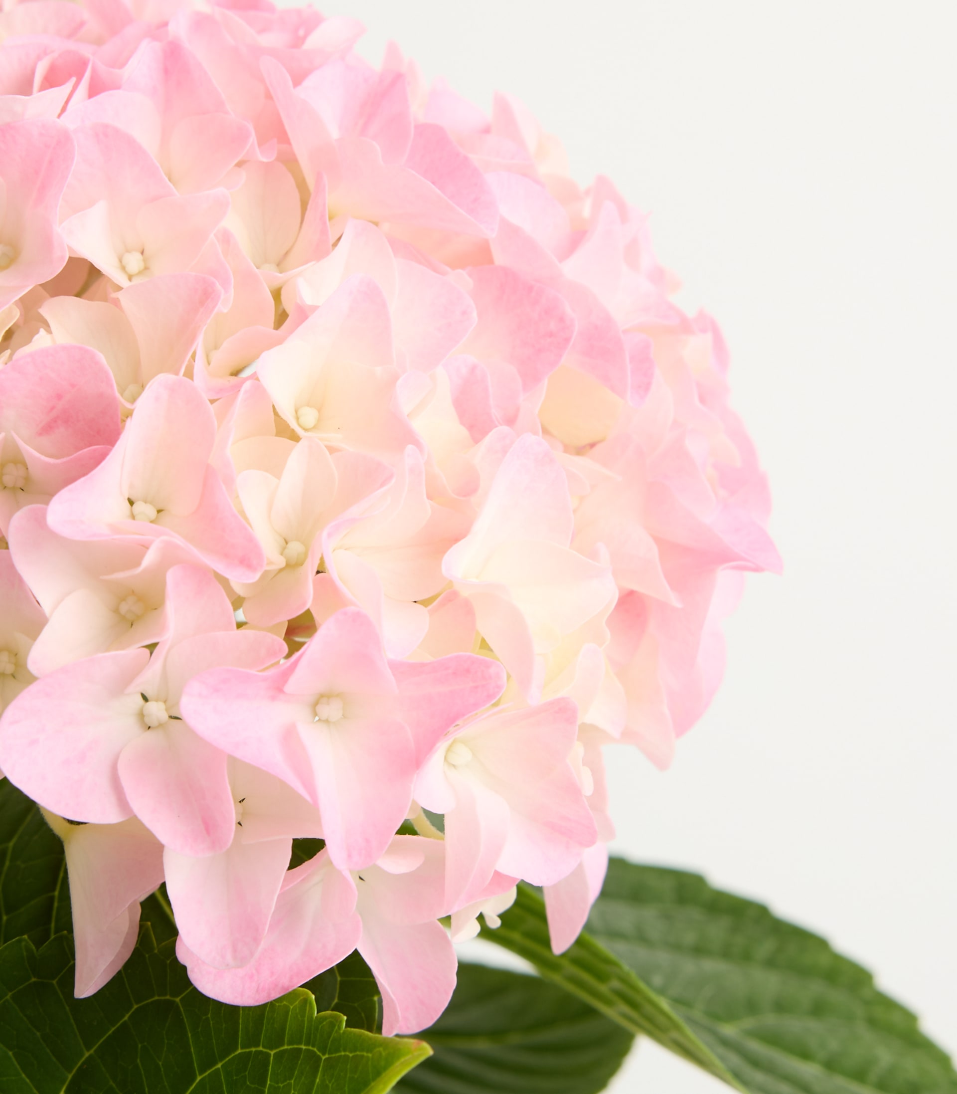 Ein lebendiger Strauß zarter, pastellfarbener Hortensienblüten steht vor einem schlichten, weißen Hintergrund und schafft eine heitere und optisch beeindruckende Komposition.