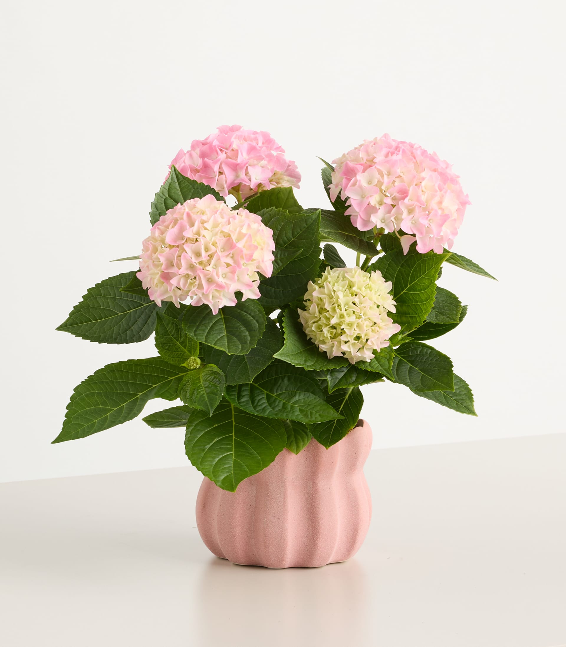 Das Bild zeigt einen Strauß rosa und weißer Hortensienblüten in einem rosa Keramiktopf vor einem schlichten weißen Hintergrund.